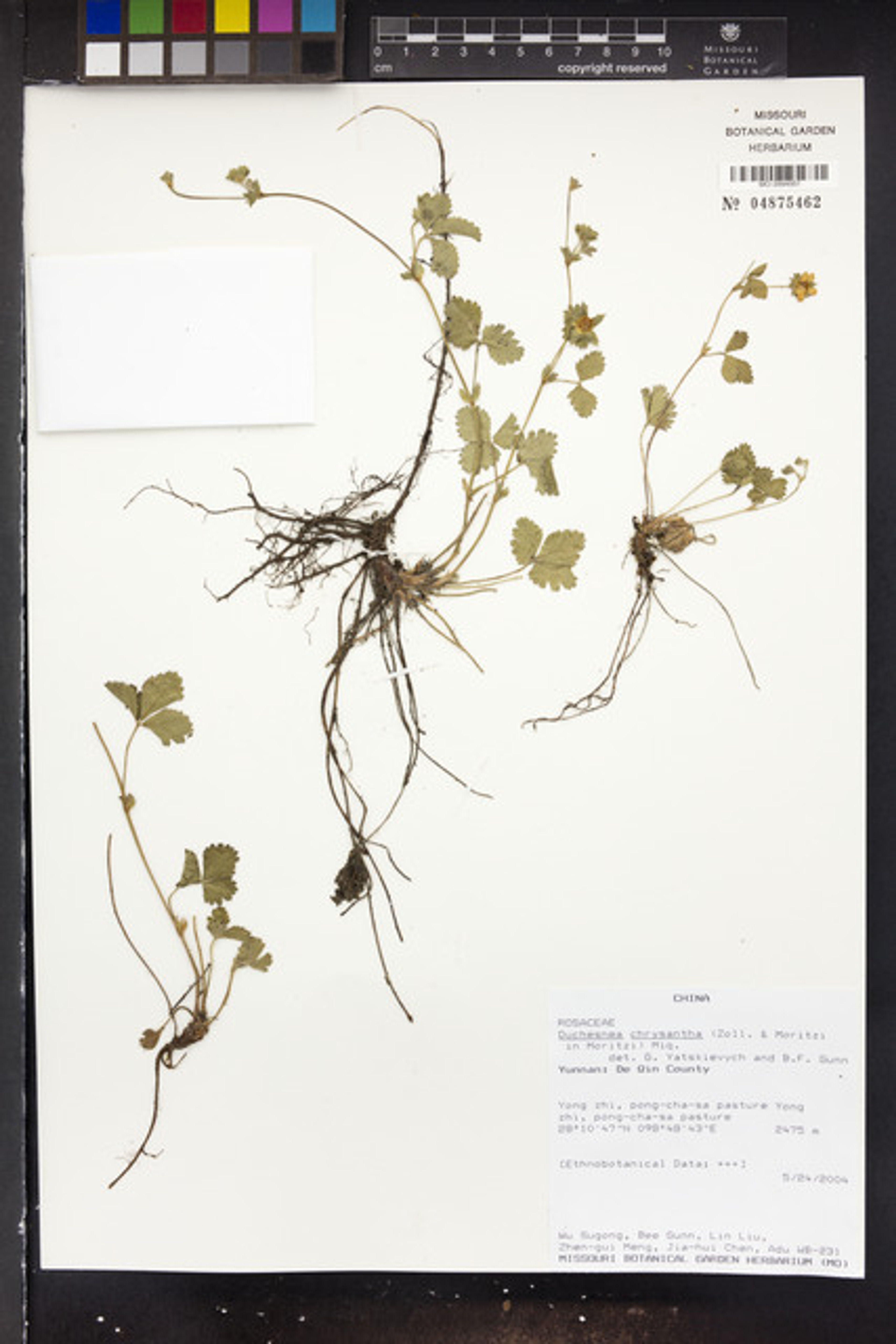 Duchesnea chrysantha - 18