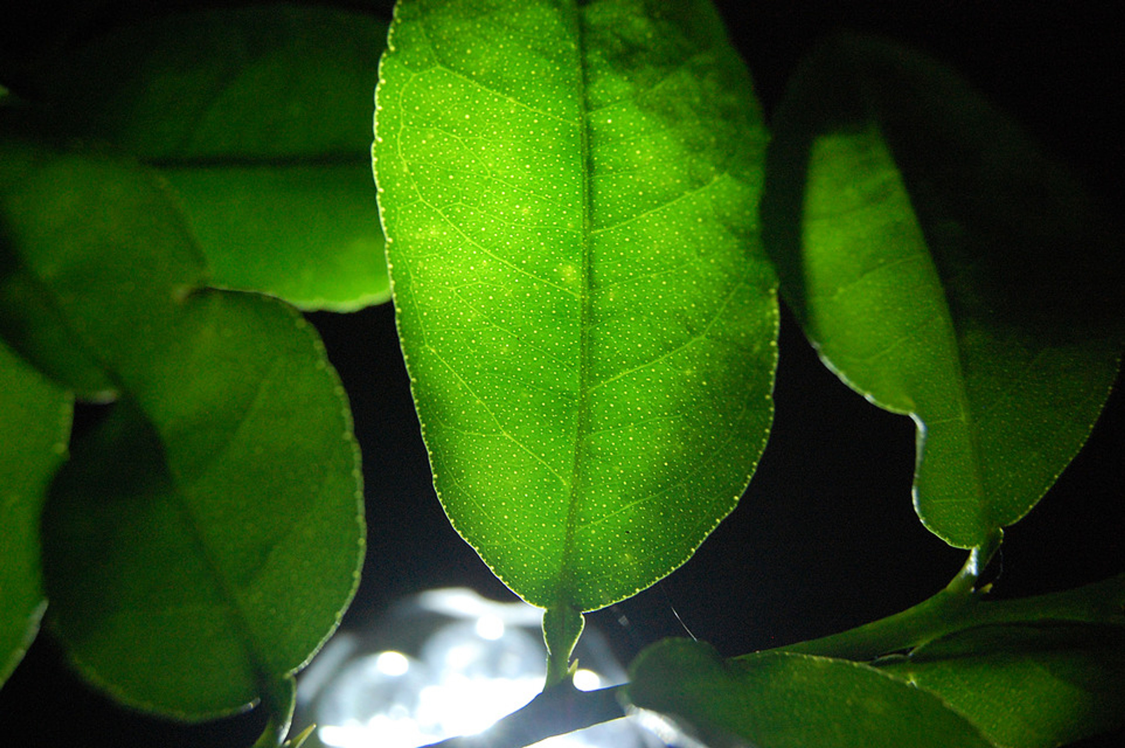 Citrus latifolia - 29