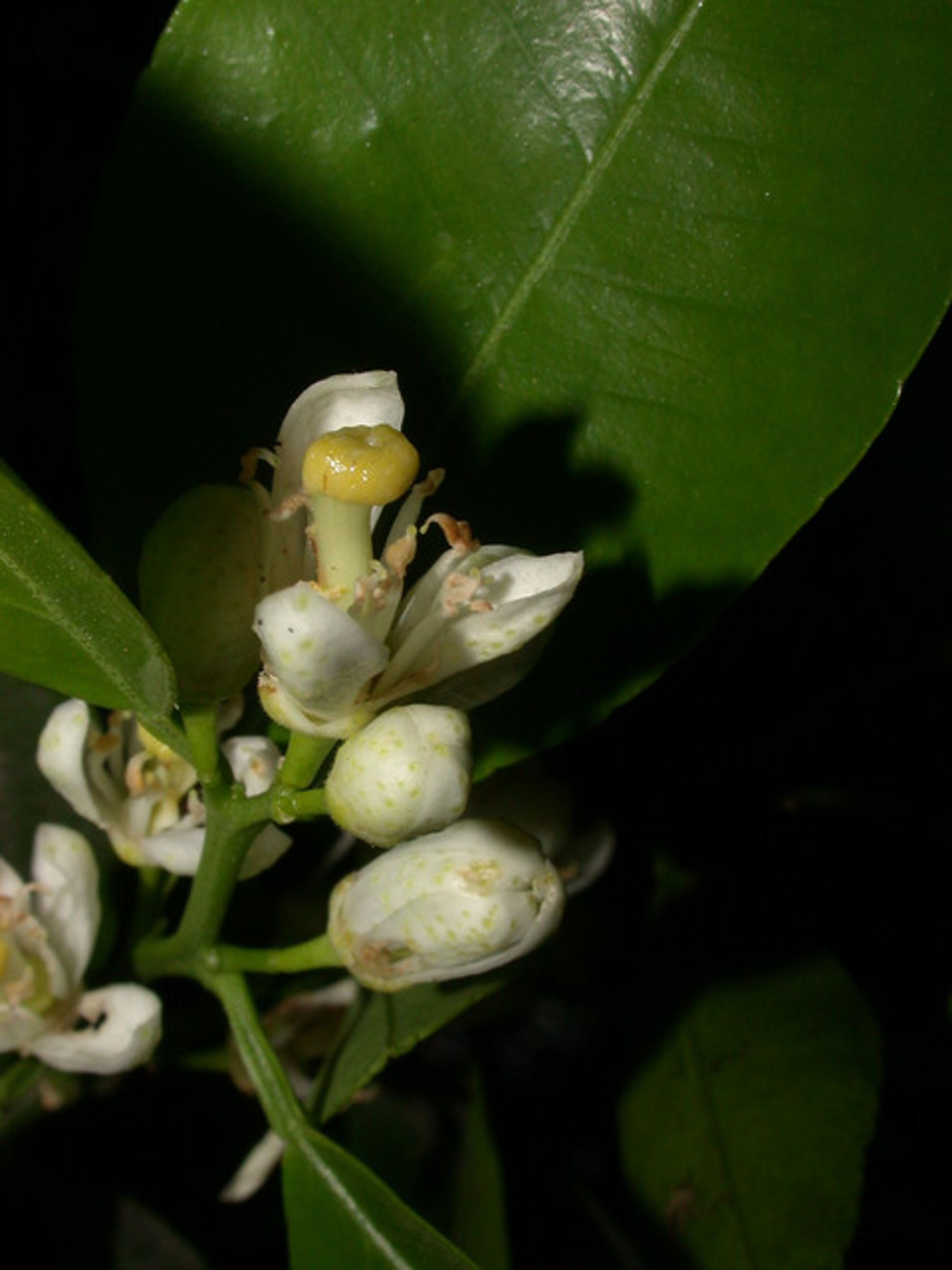 Citrus reticulata - 77