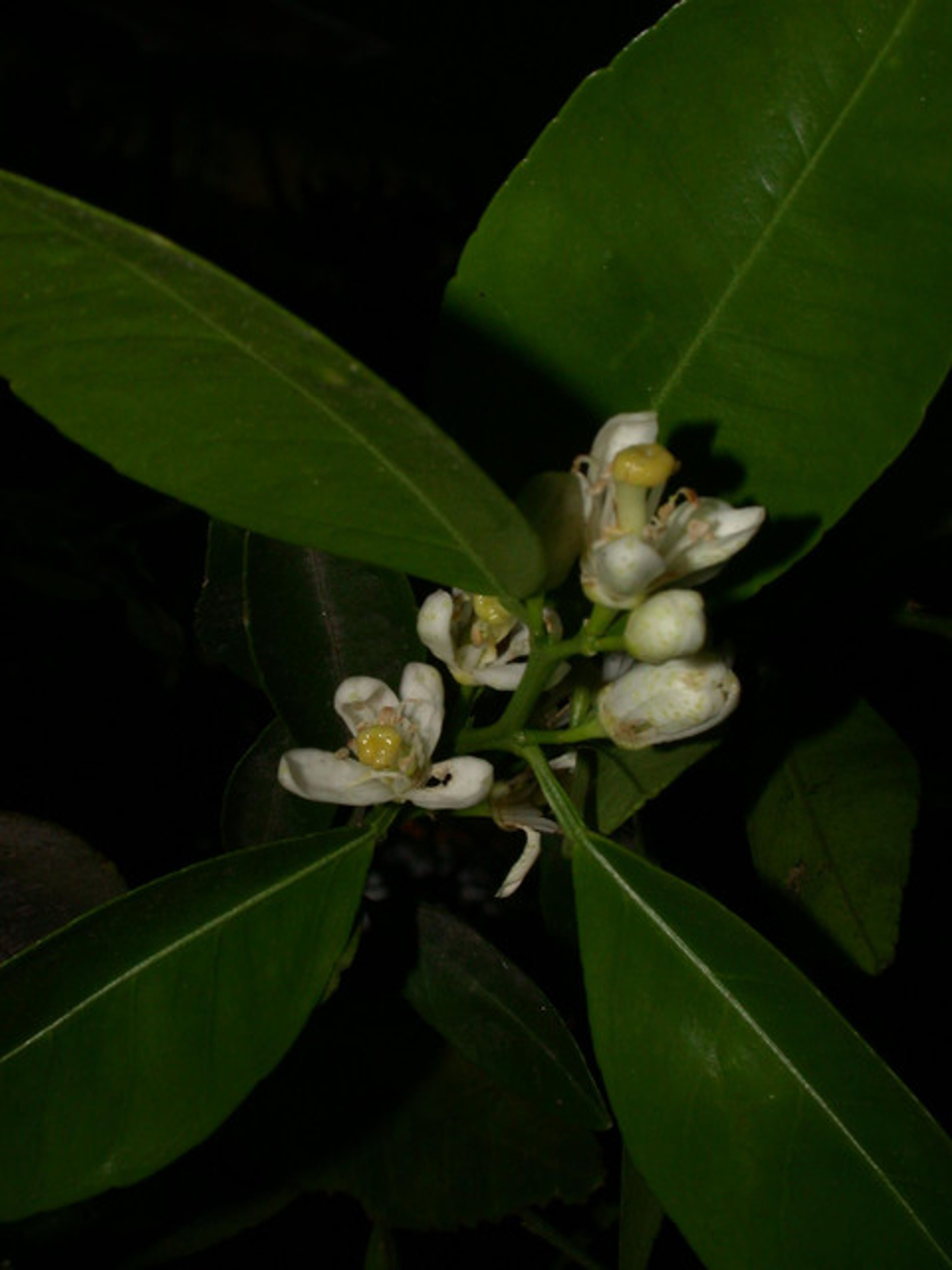 Citrus reticulata - 100