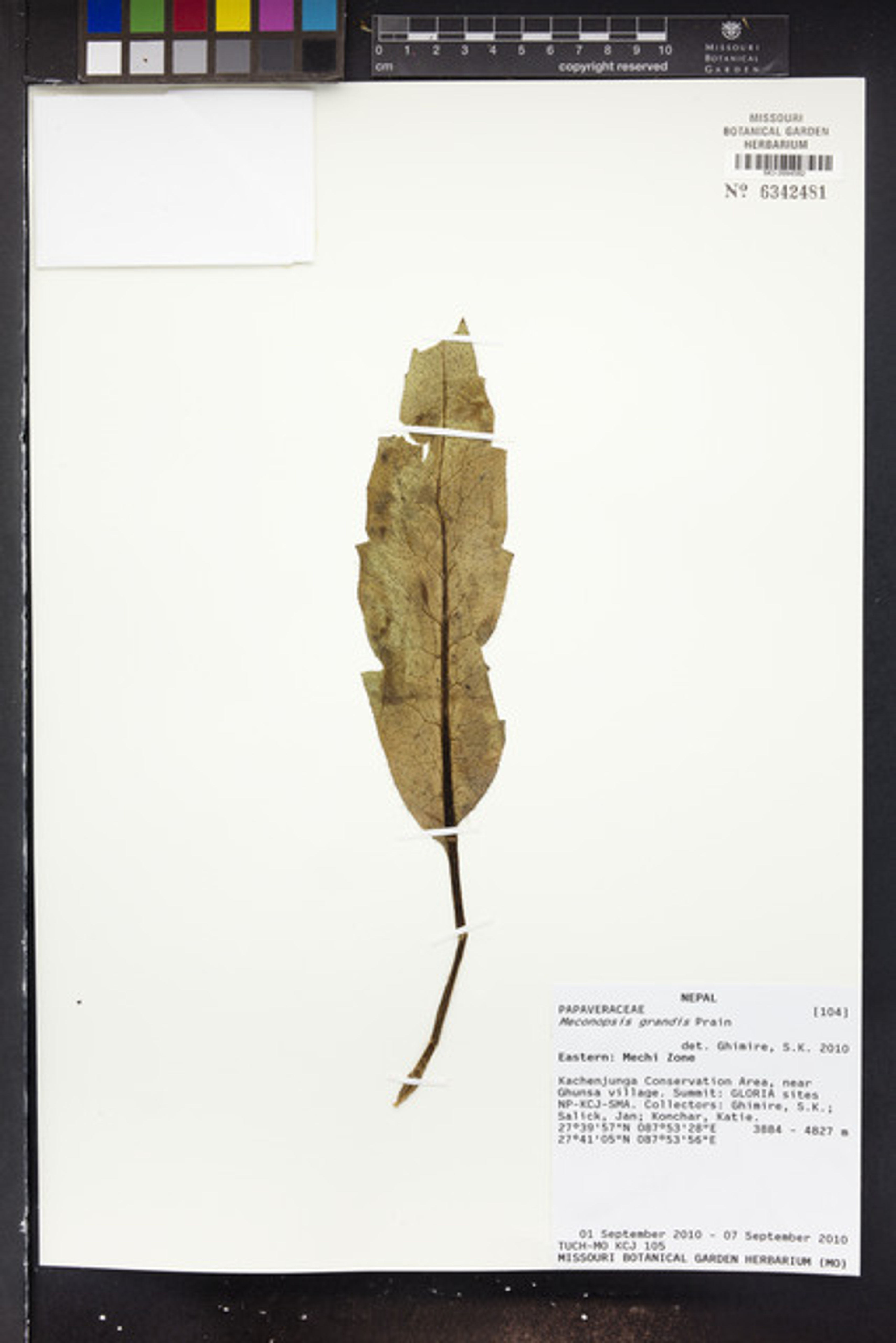 Meconopsis grandis - 80