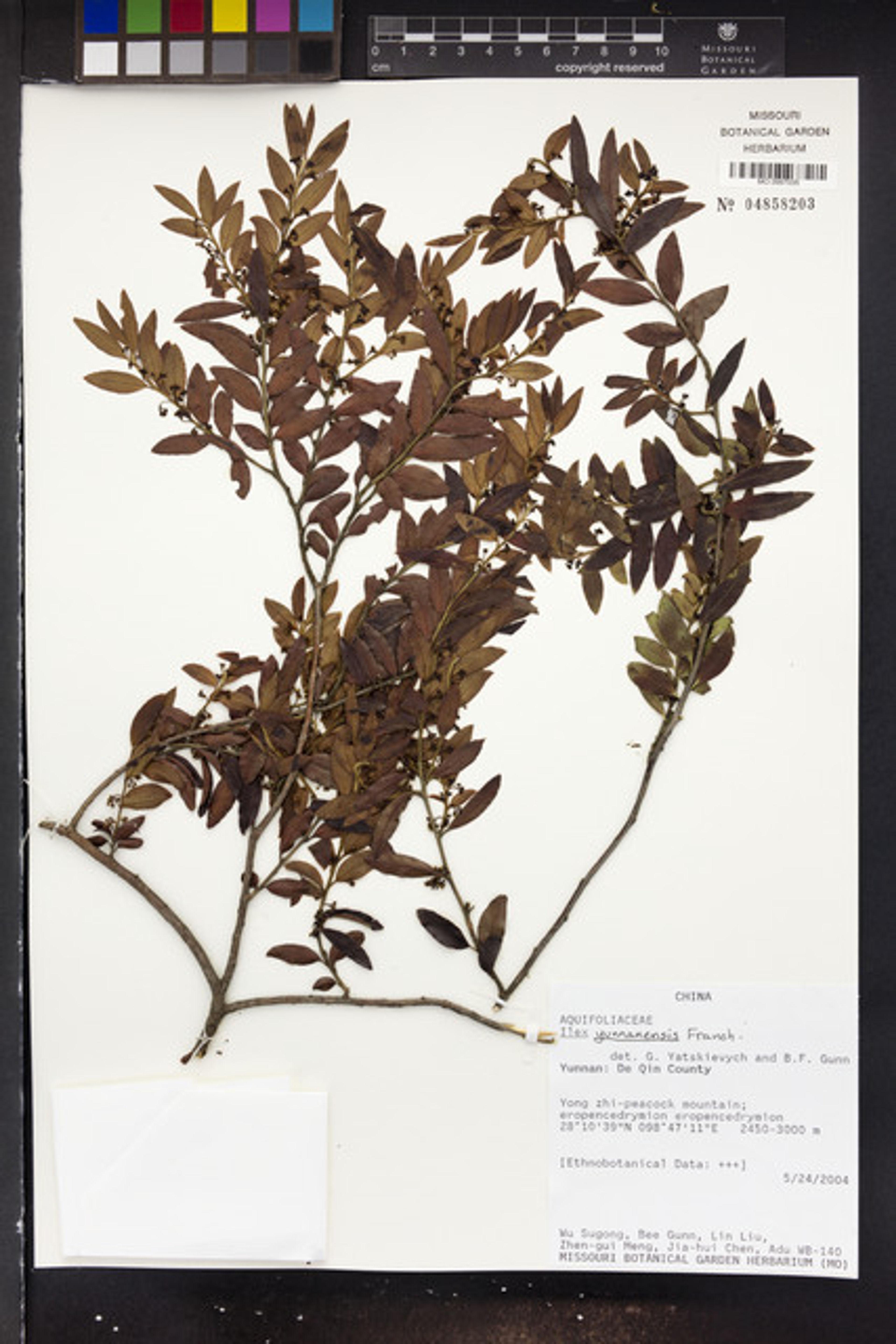 Ilex yunnanensis - 136