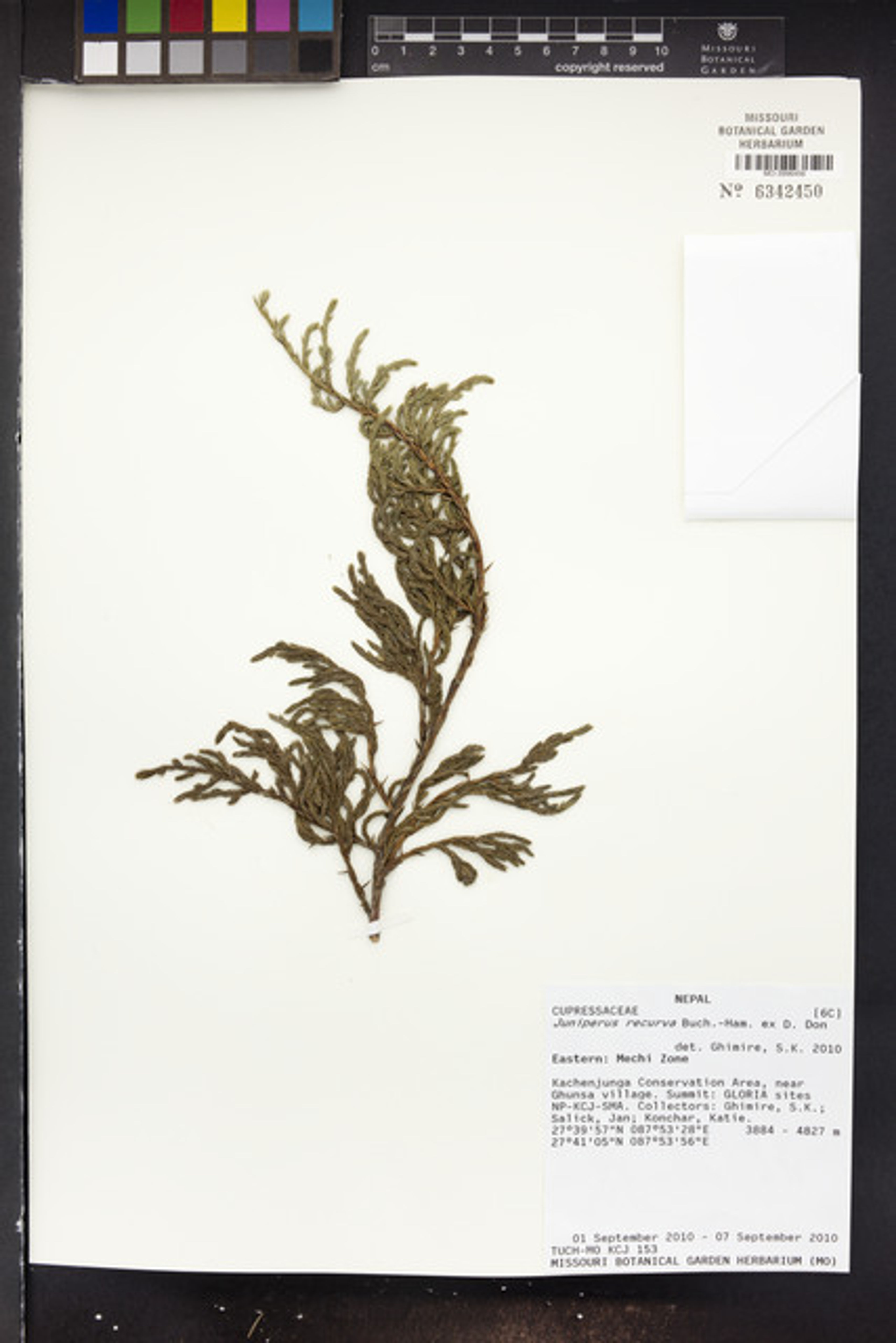 Juniperus recurva - 42
