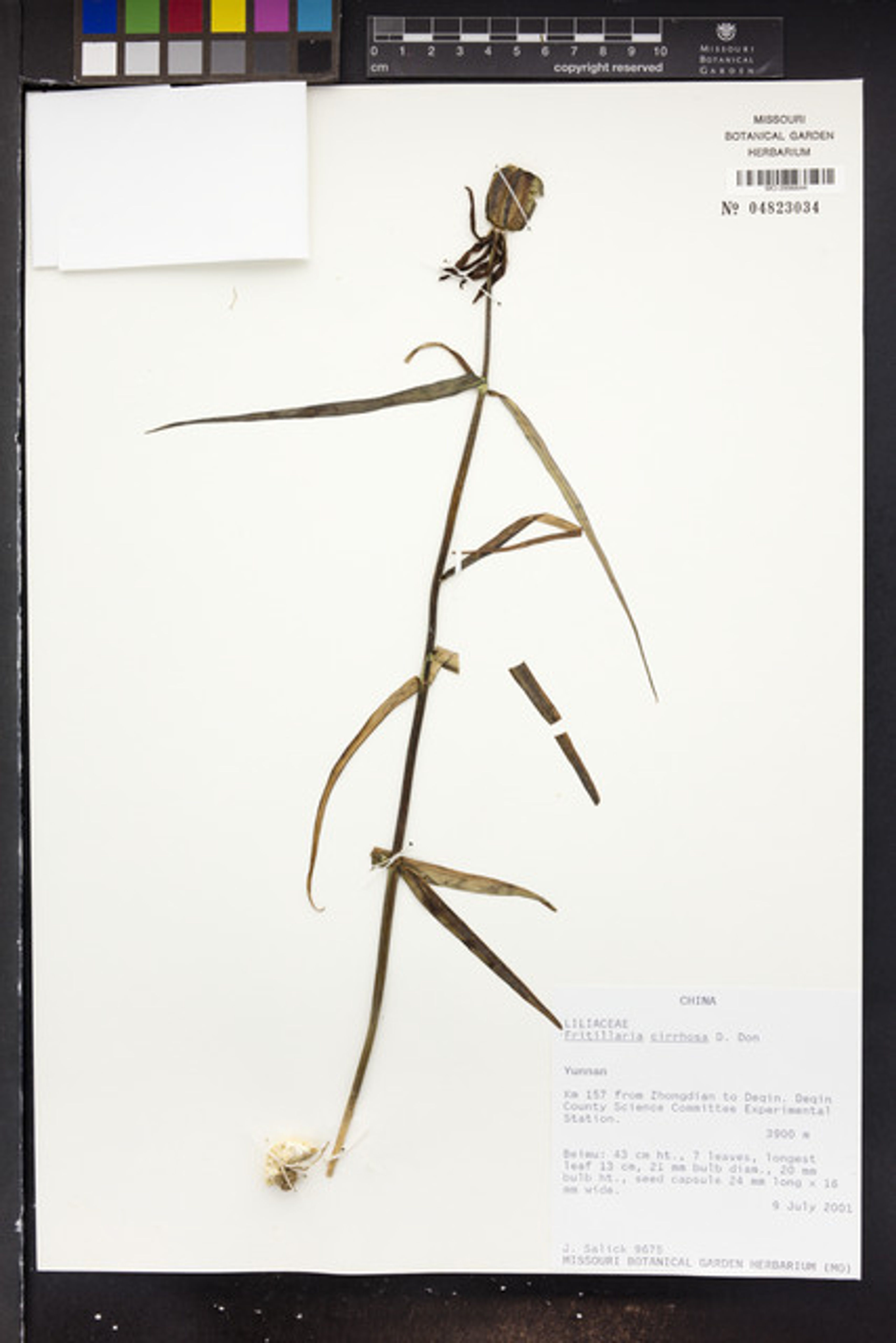Fritillaria cirrhosa - 87