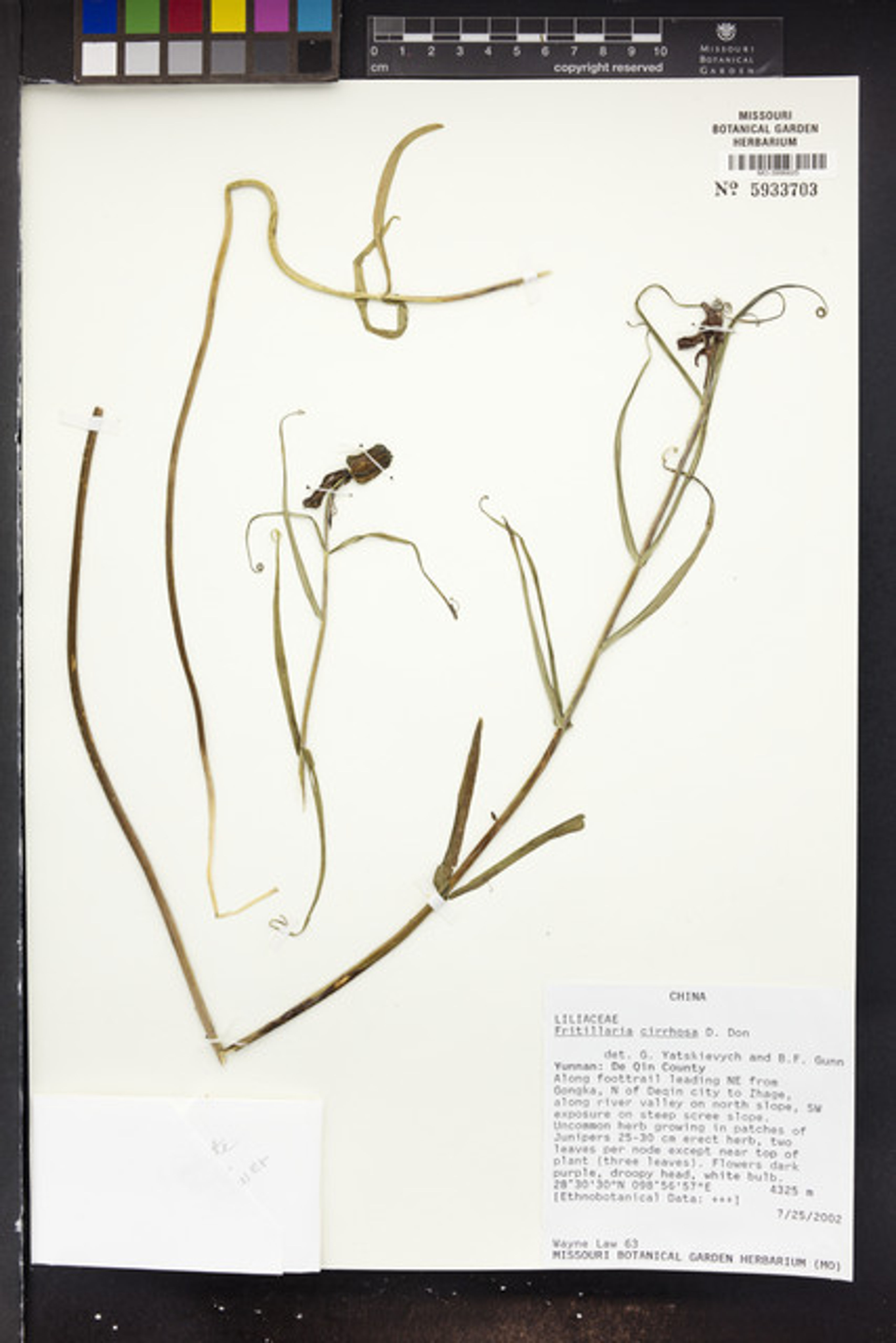 Fritillaria cirrhosa - 89