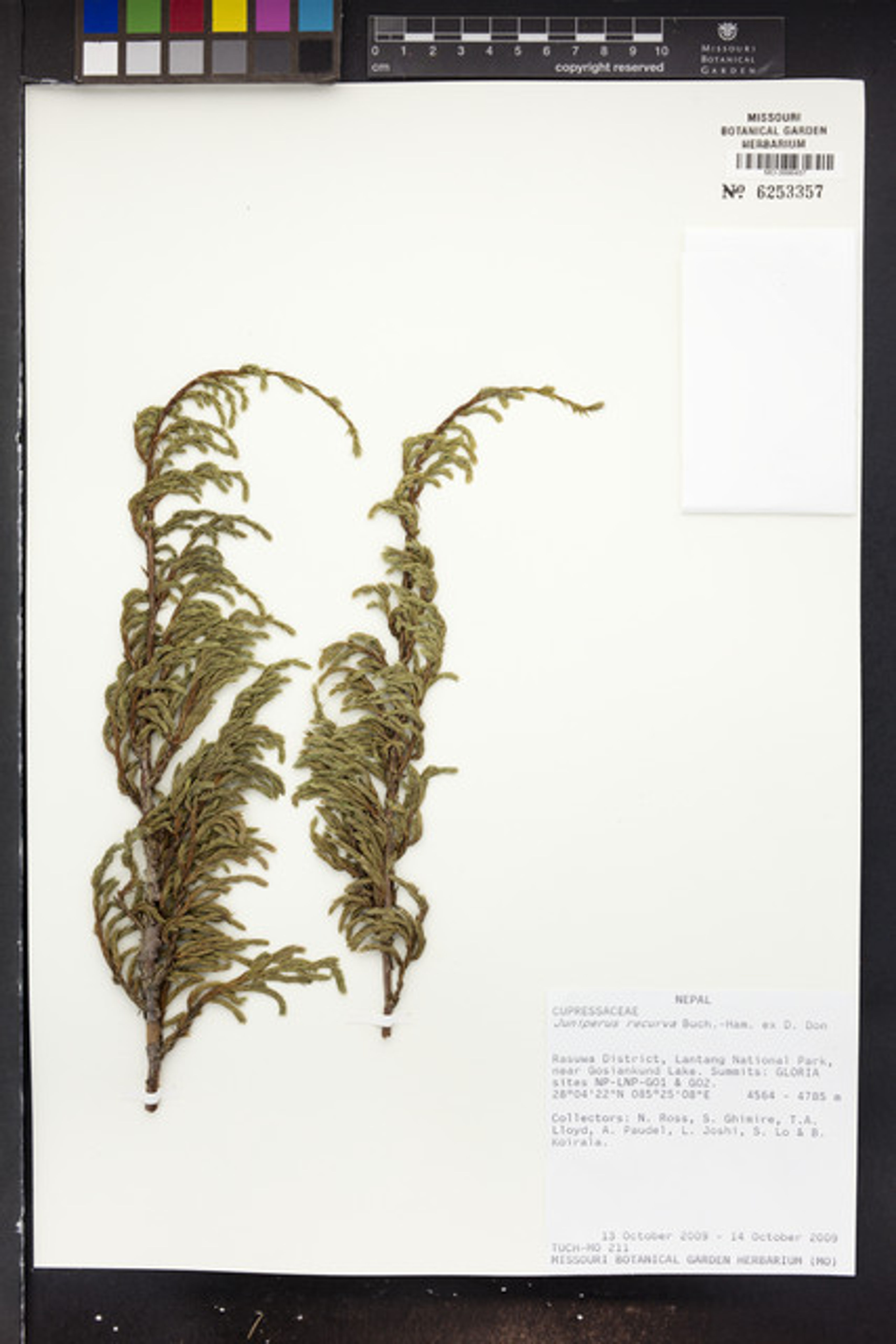 Juniperus recurva - 97