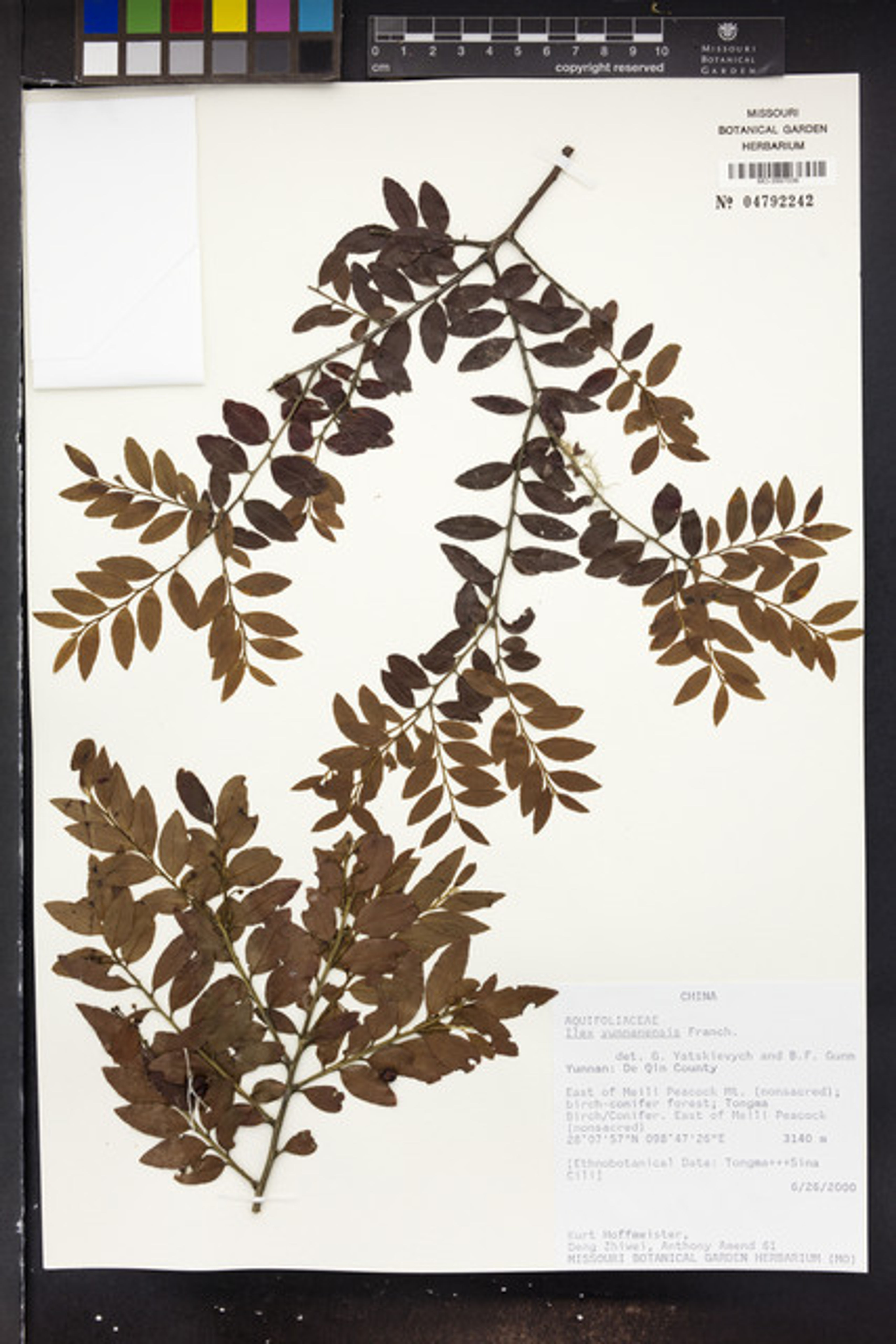 Ilex yunnanensis - 152