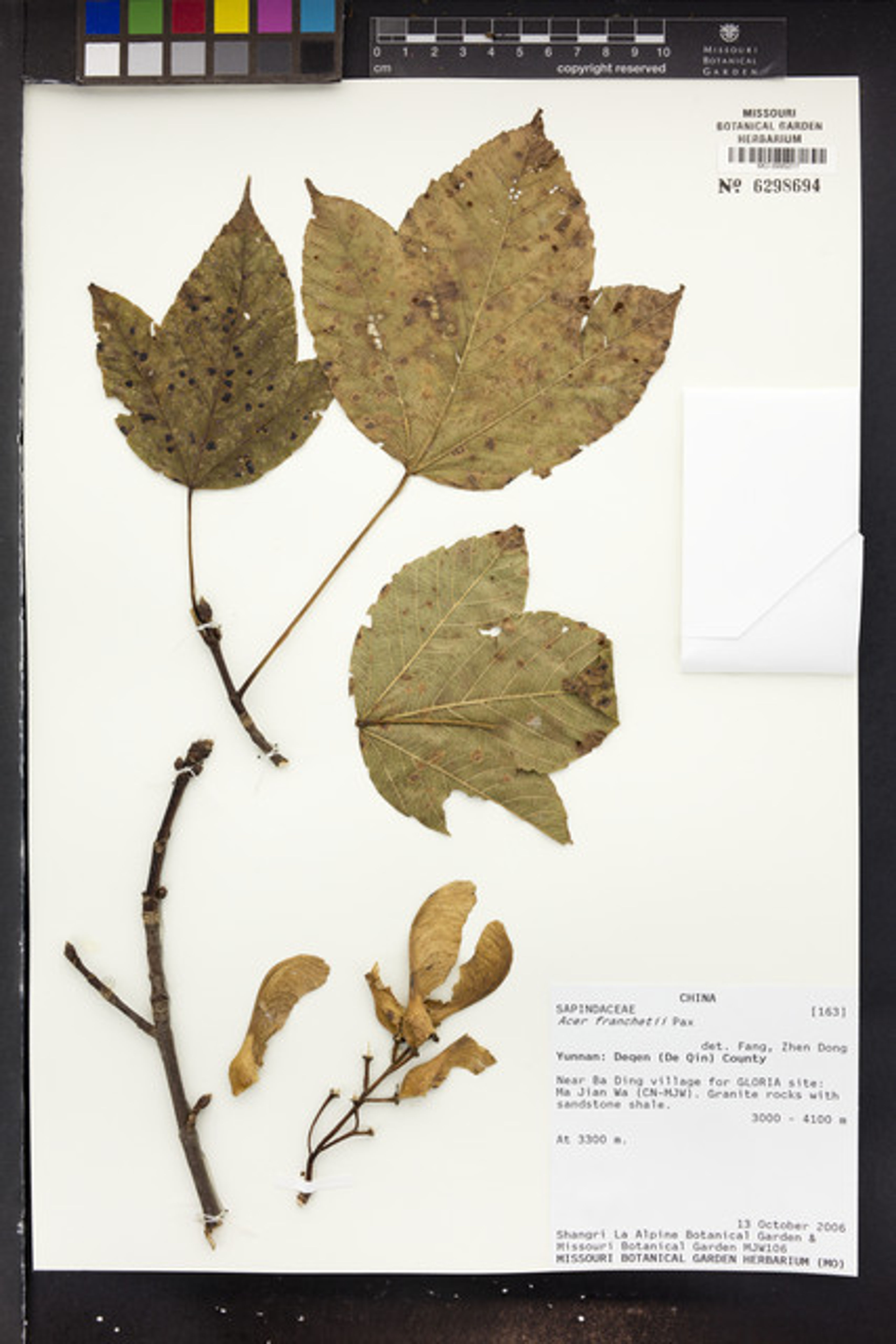 Acer sterculiaceum - 60
