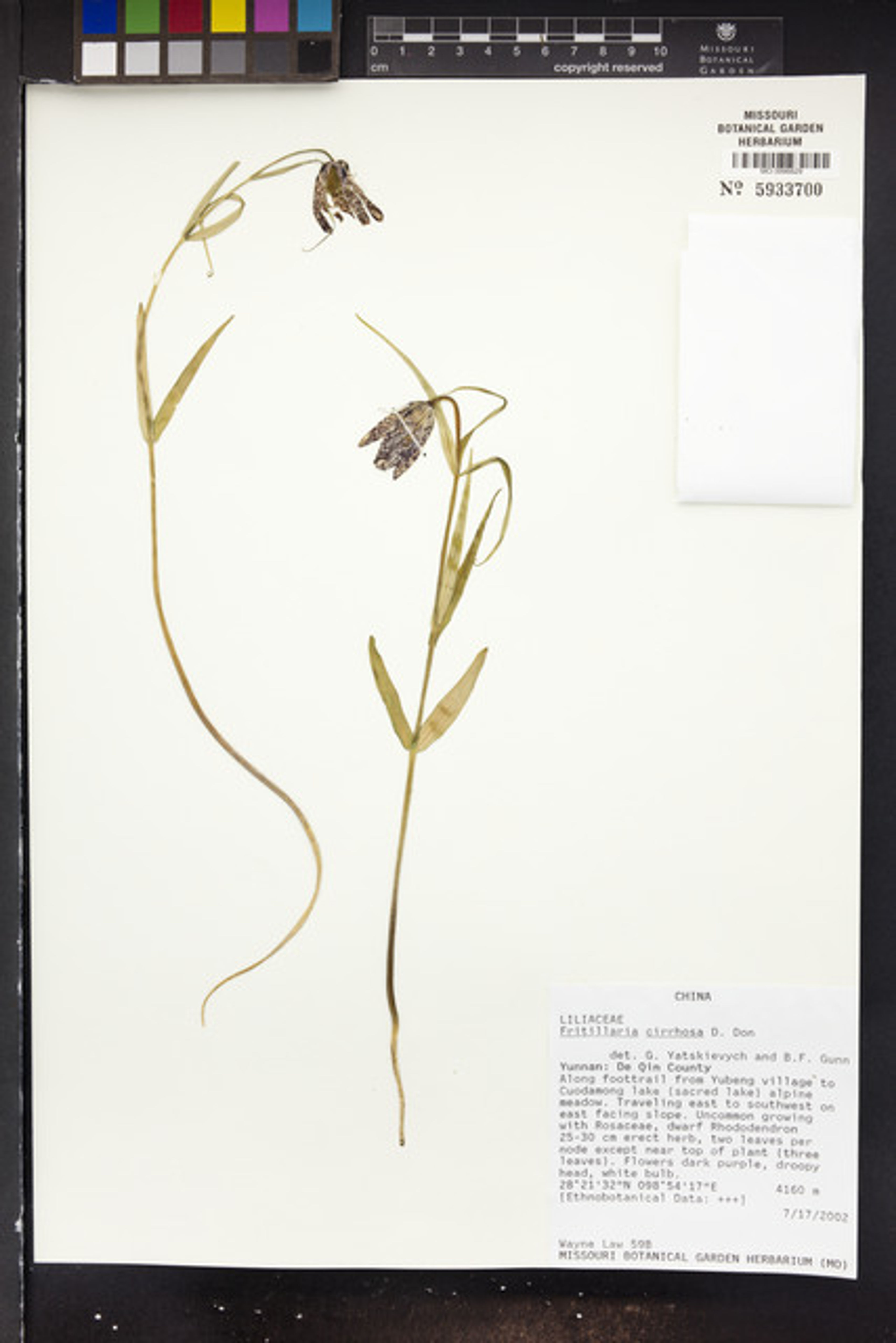 Fritillaria cirrhosa - 95