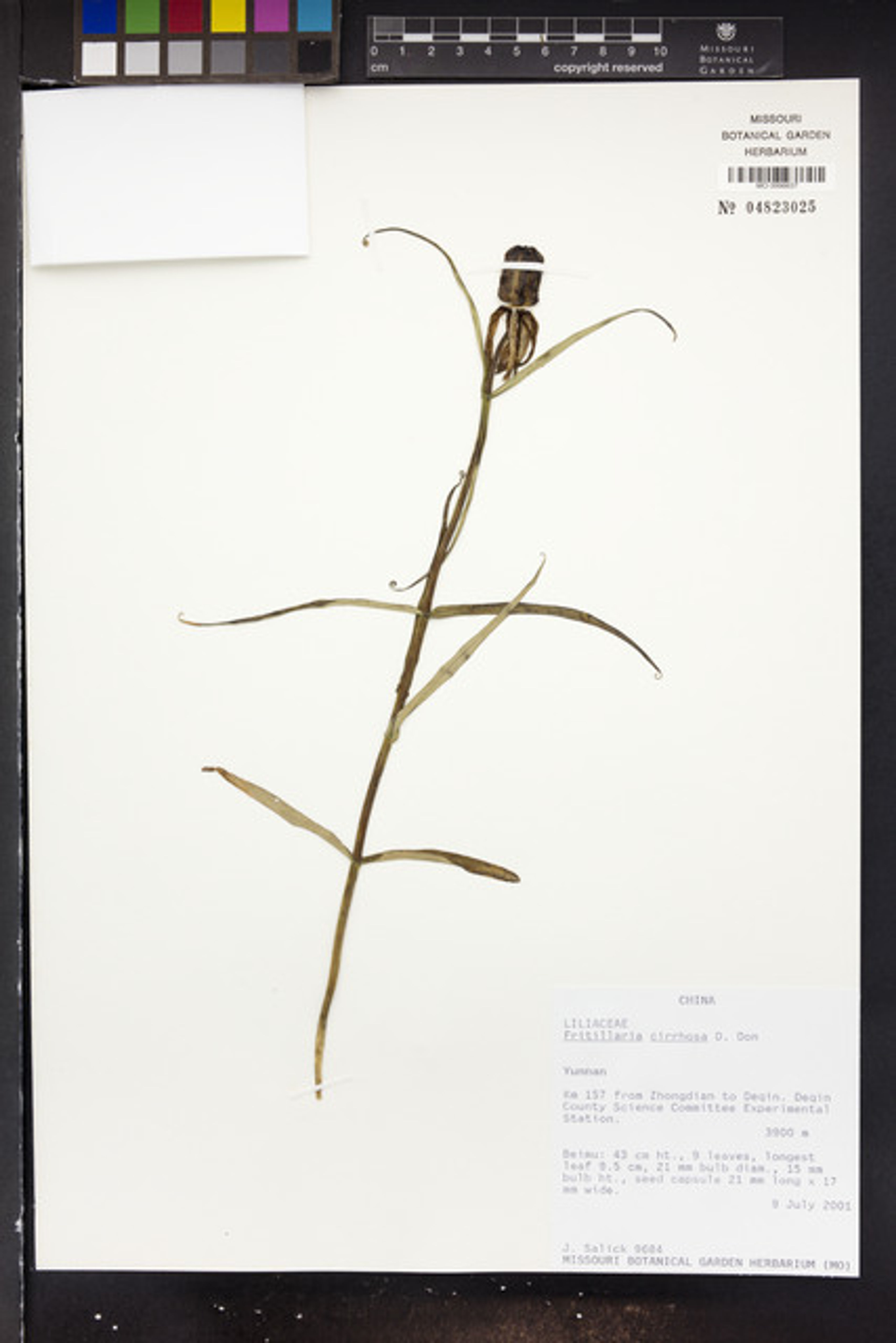 Fritillaria cirrhosa - 98