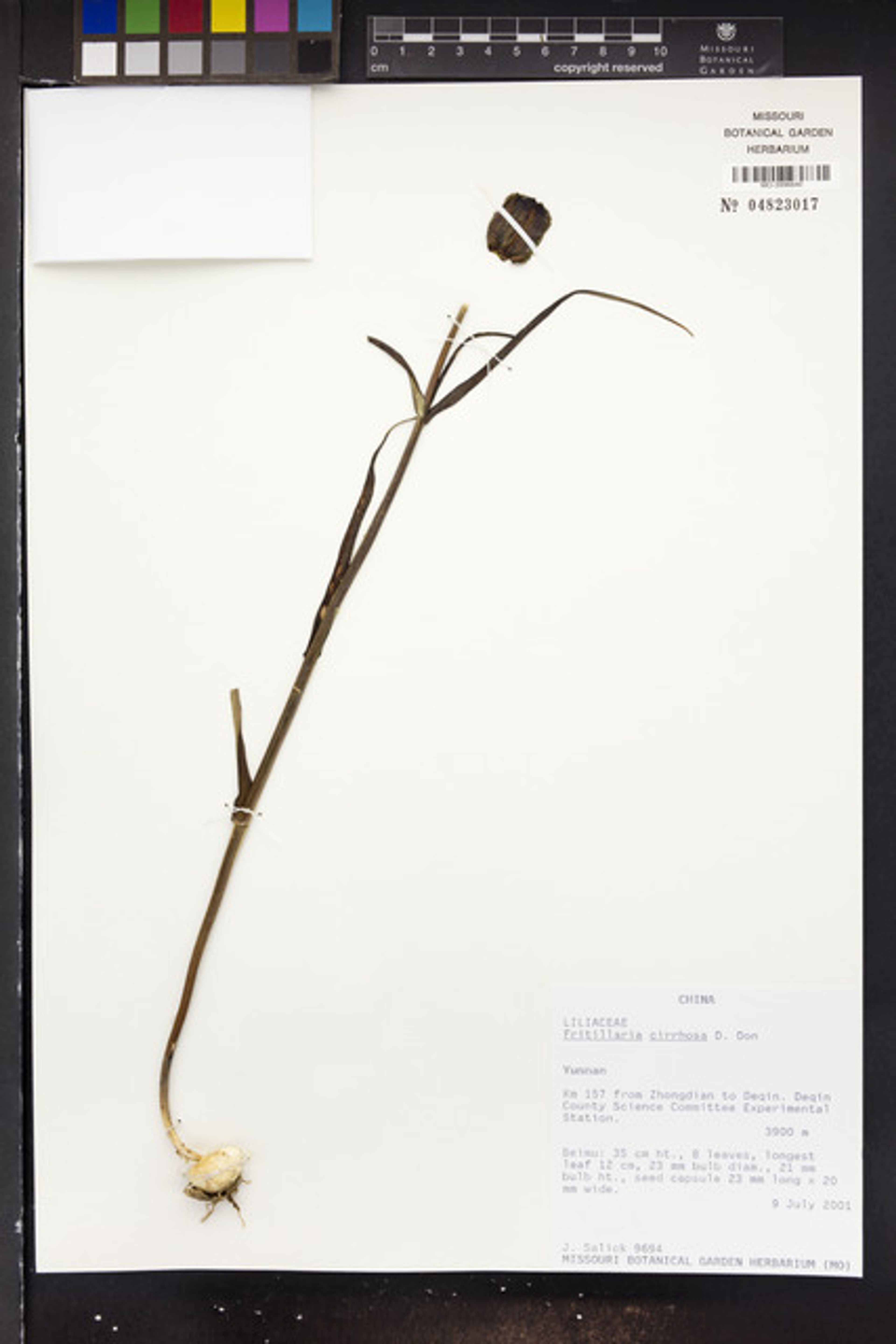 Fritillaria cirrhosa - 59