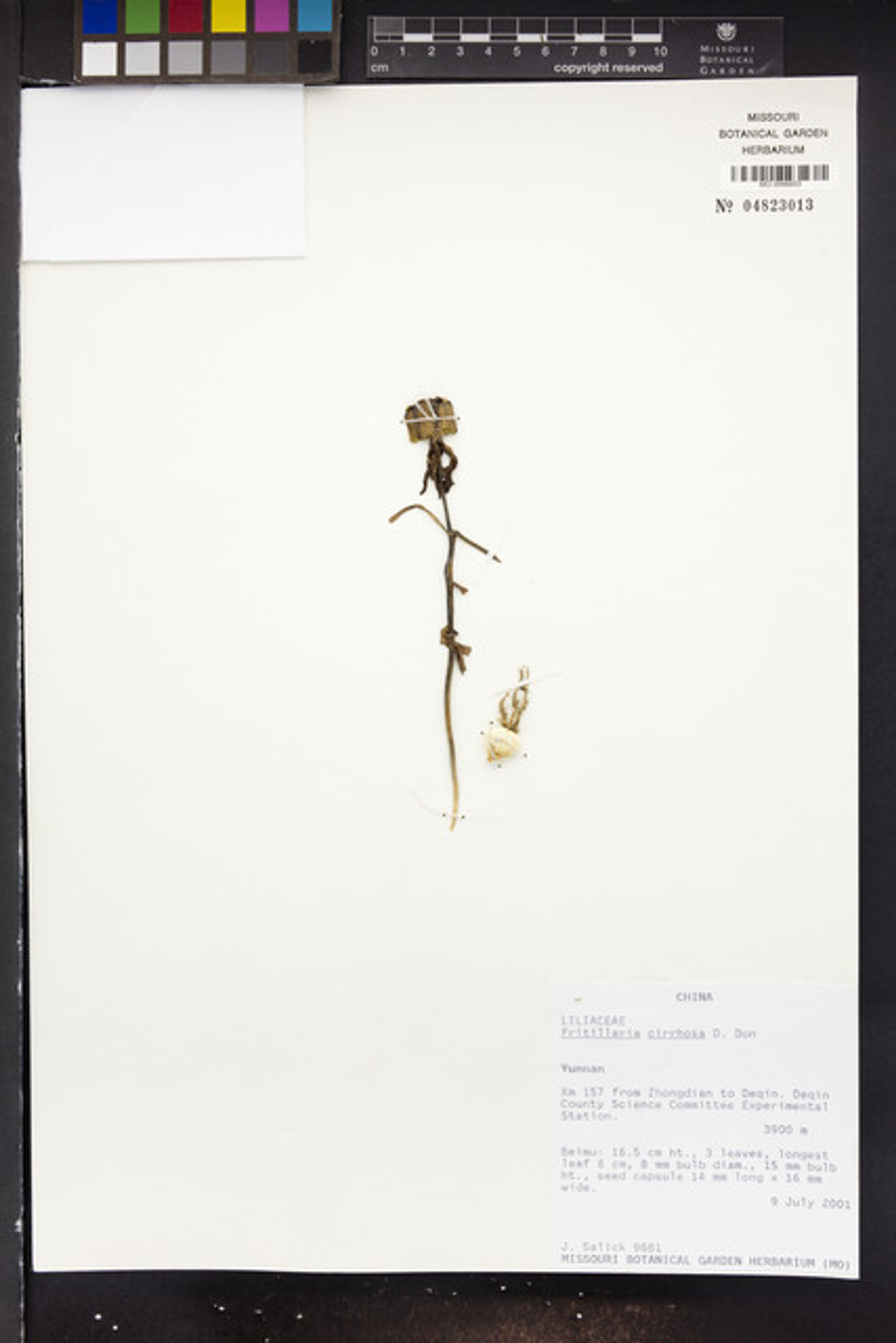 Fritillaria cirrhosa - 69