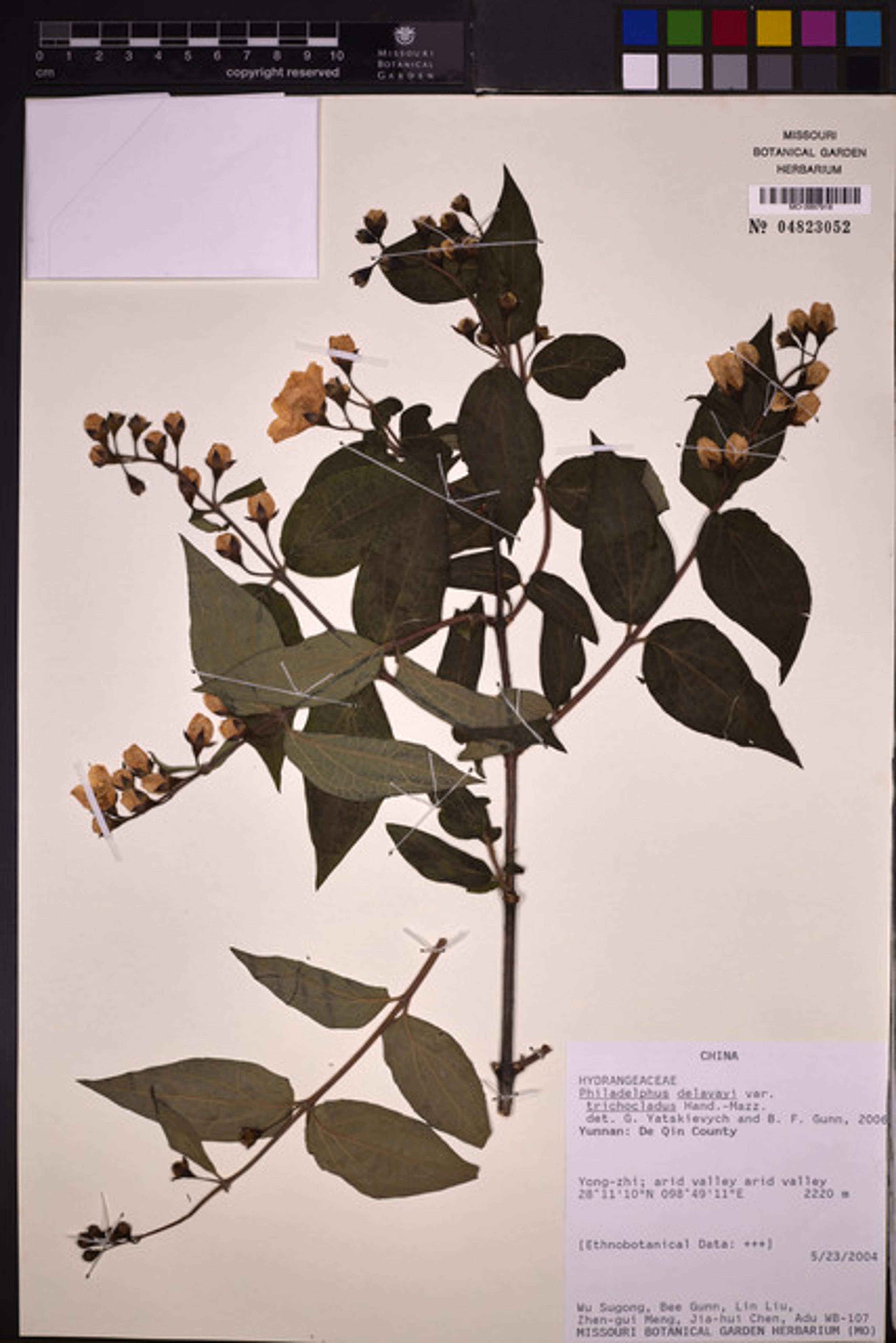 Philadelphus delavayi - 1