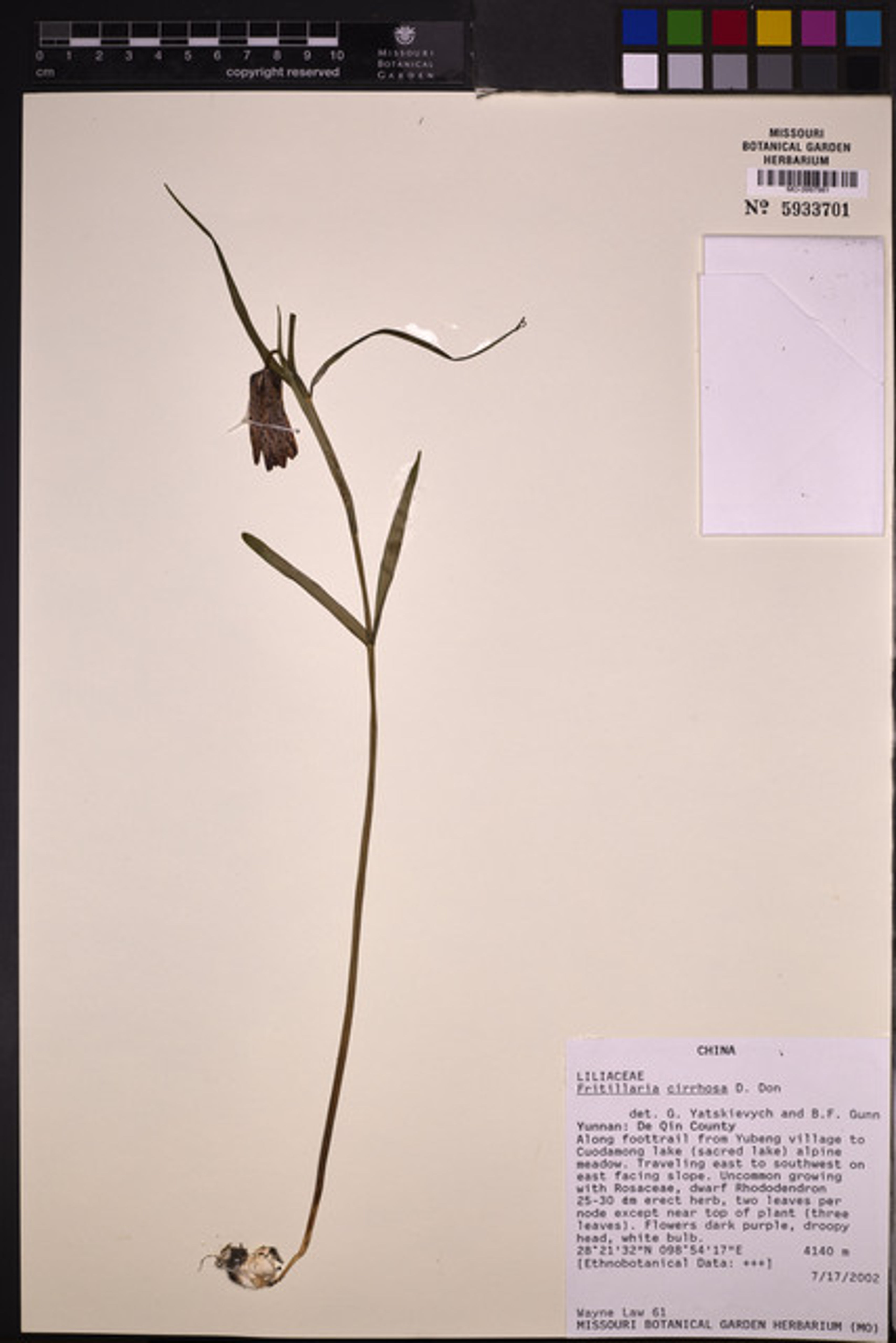 Fritillaria cirrhosa - 122