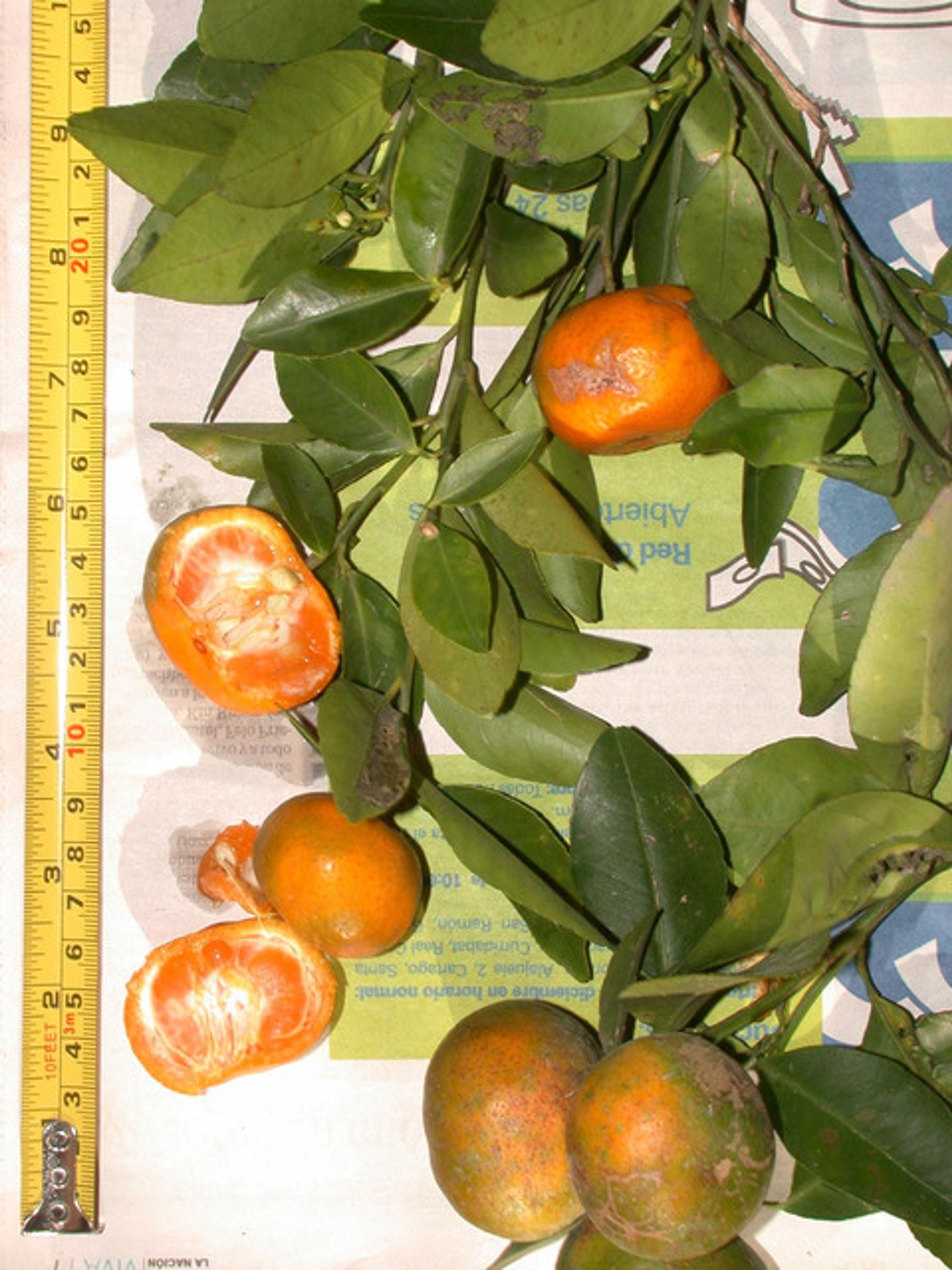 Citrus reticulata - 19