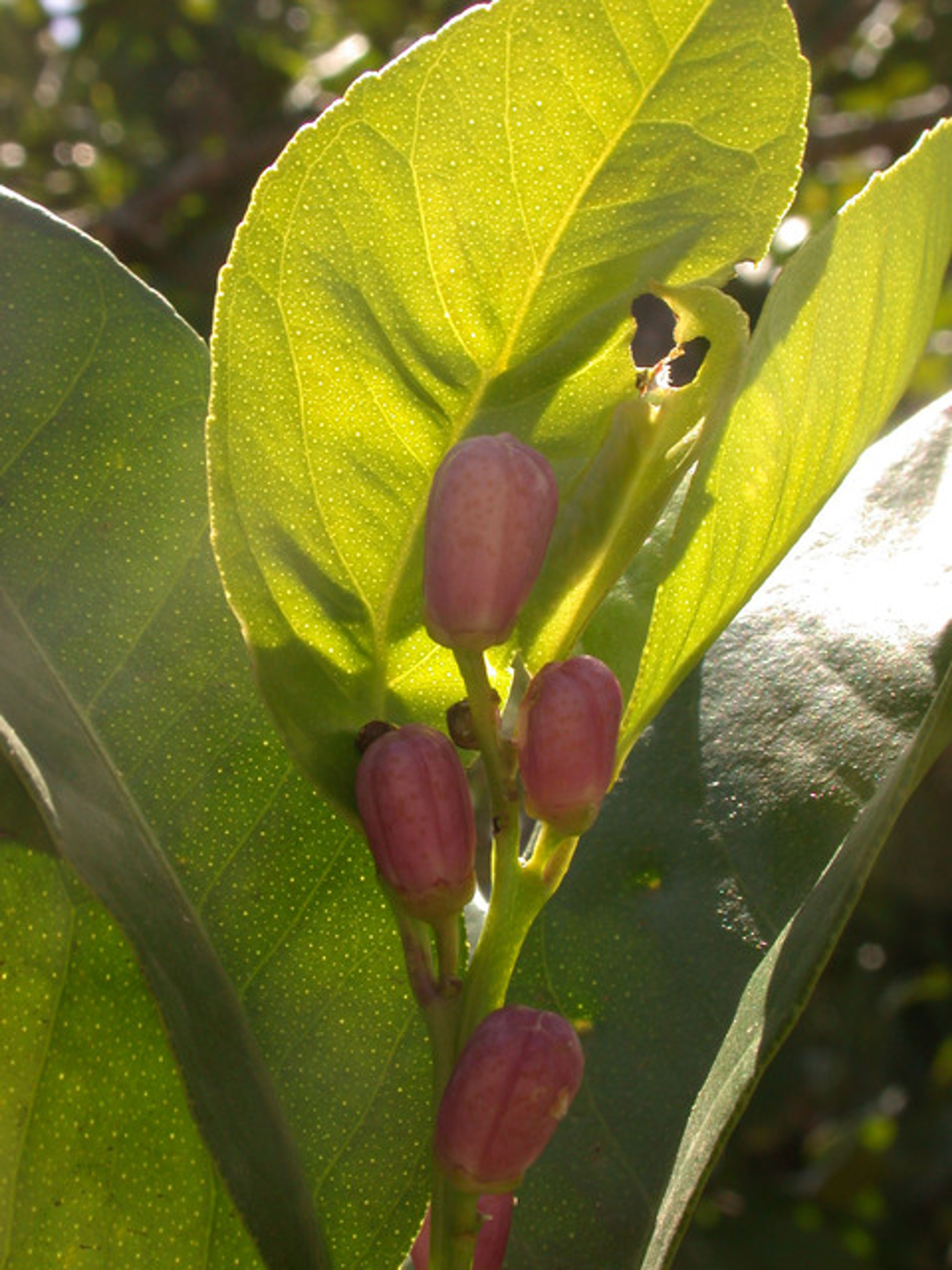 Citrus reticulata - 51
