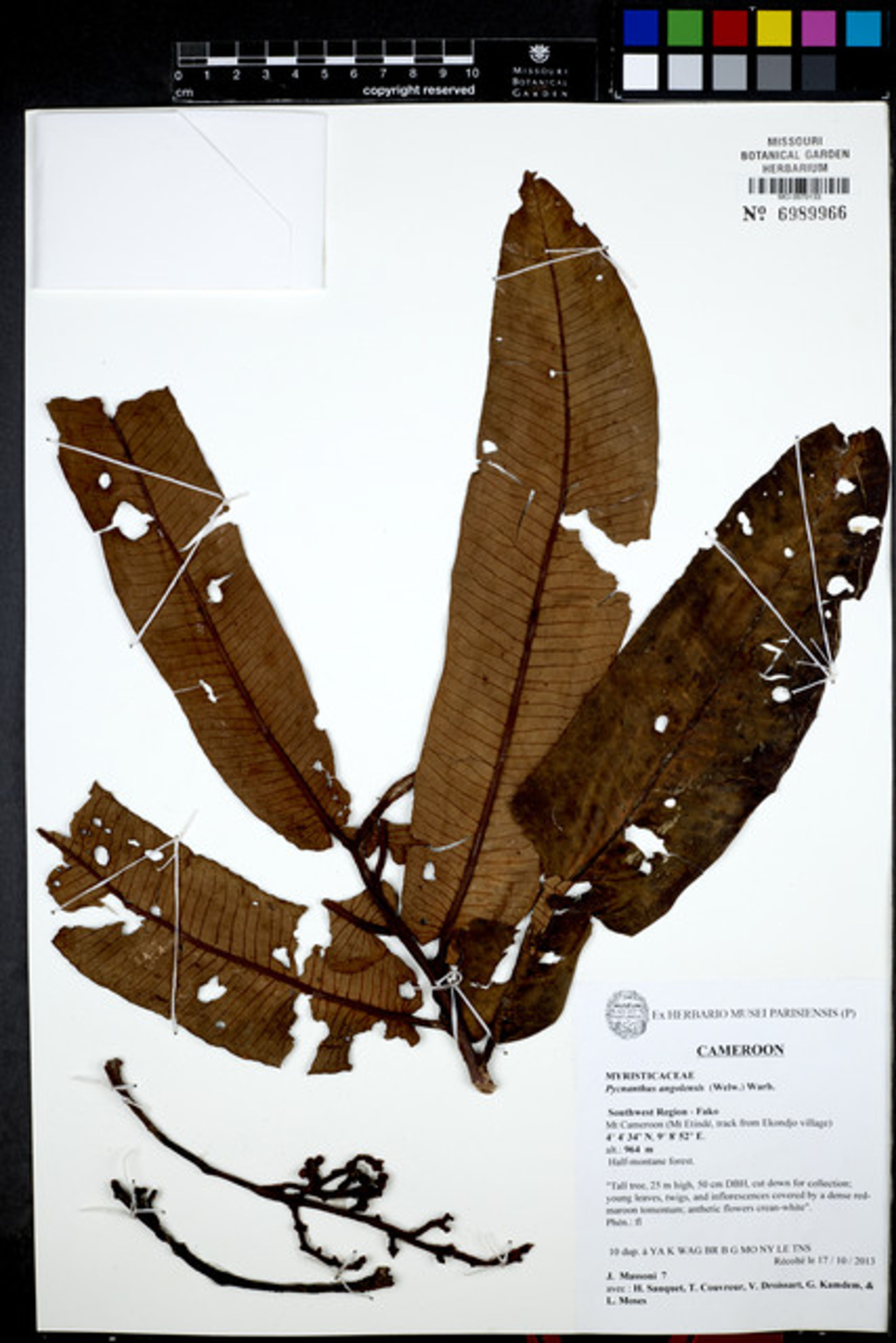 Pycnanthus angolensis - 133