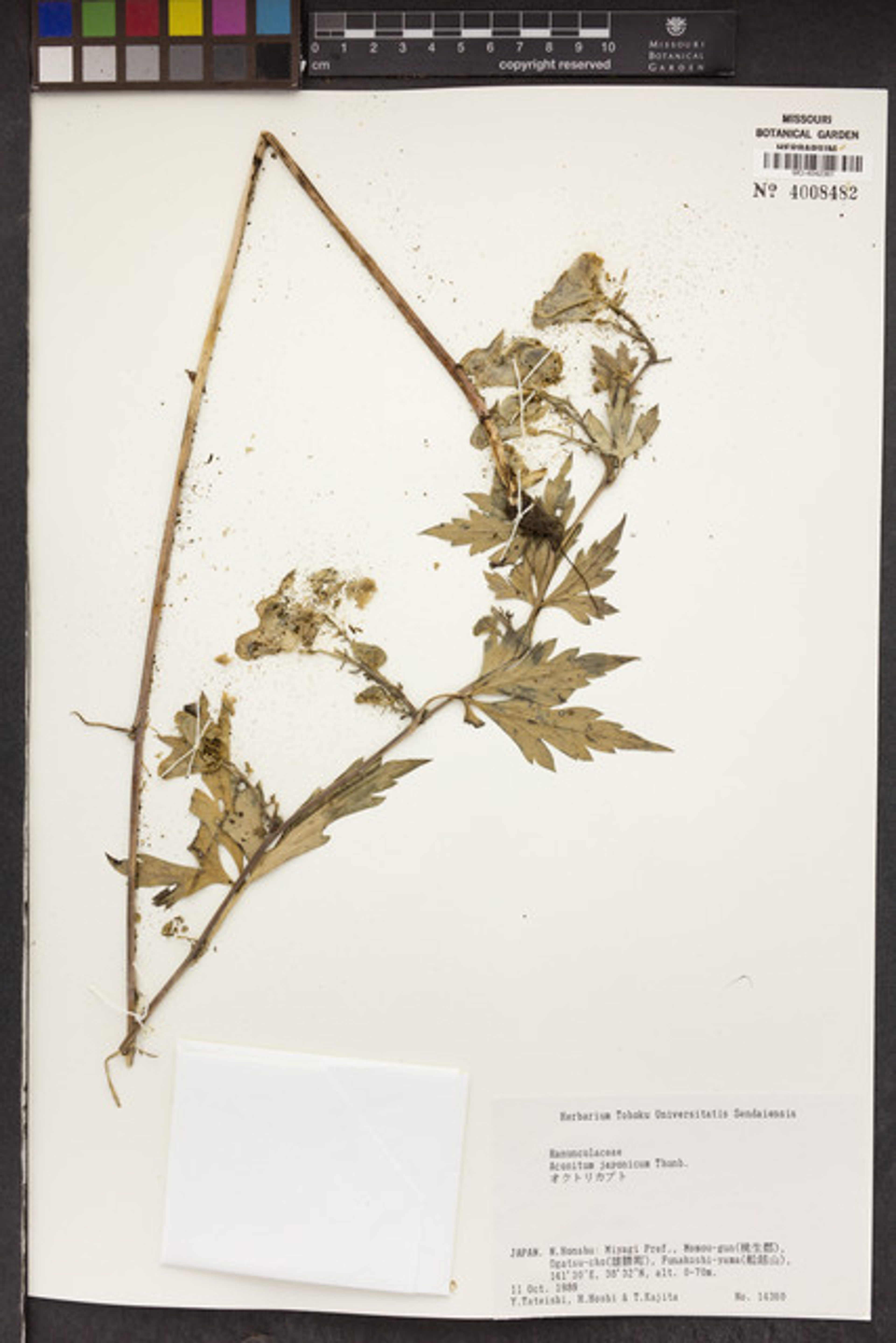 Aconitum japonicum - 74