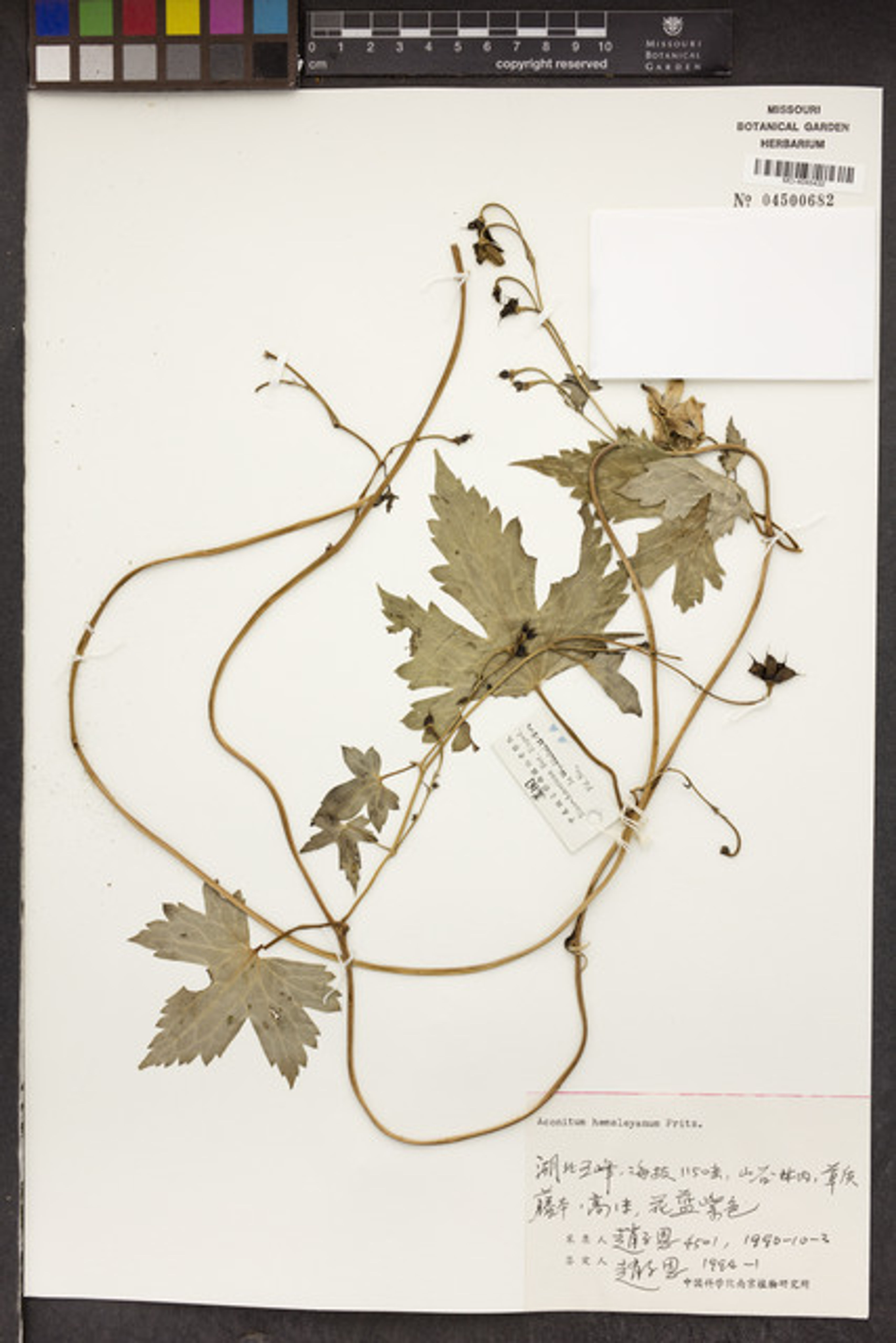 Aconitum hemsleyanum - 33