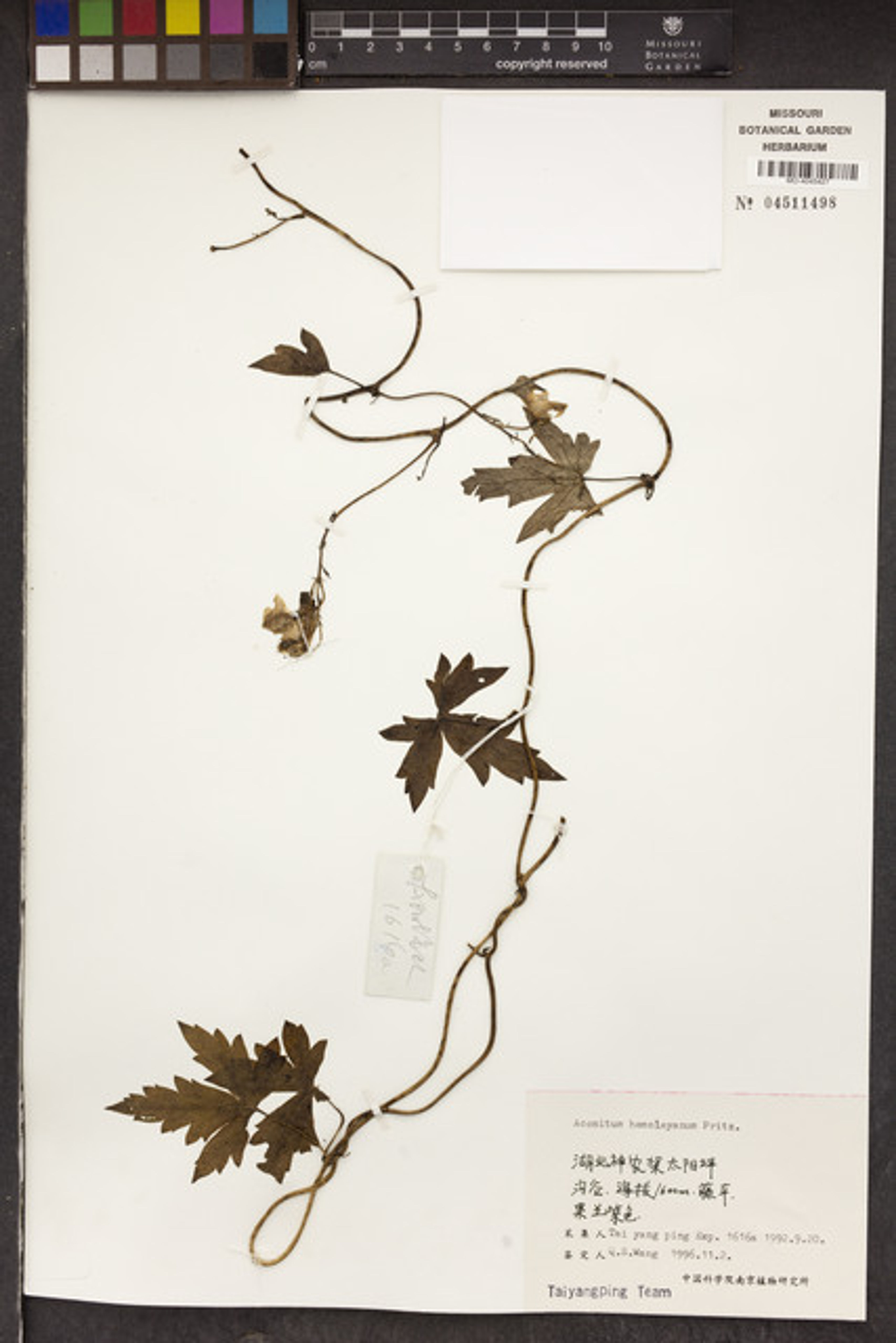 Aconitum hemsleyanum - 54
