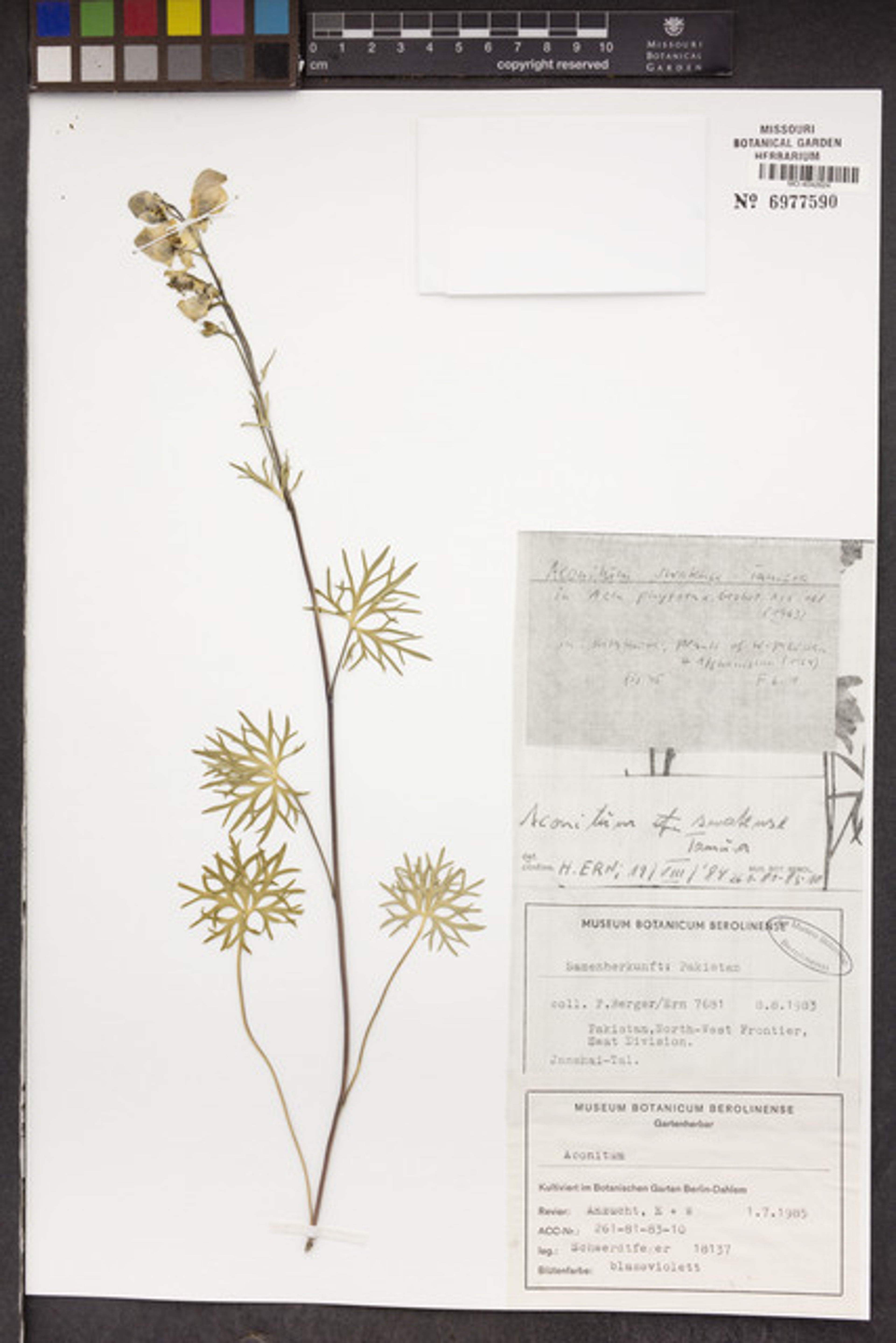 Aconitum chasmanthum - 30