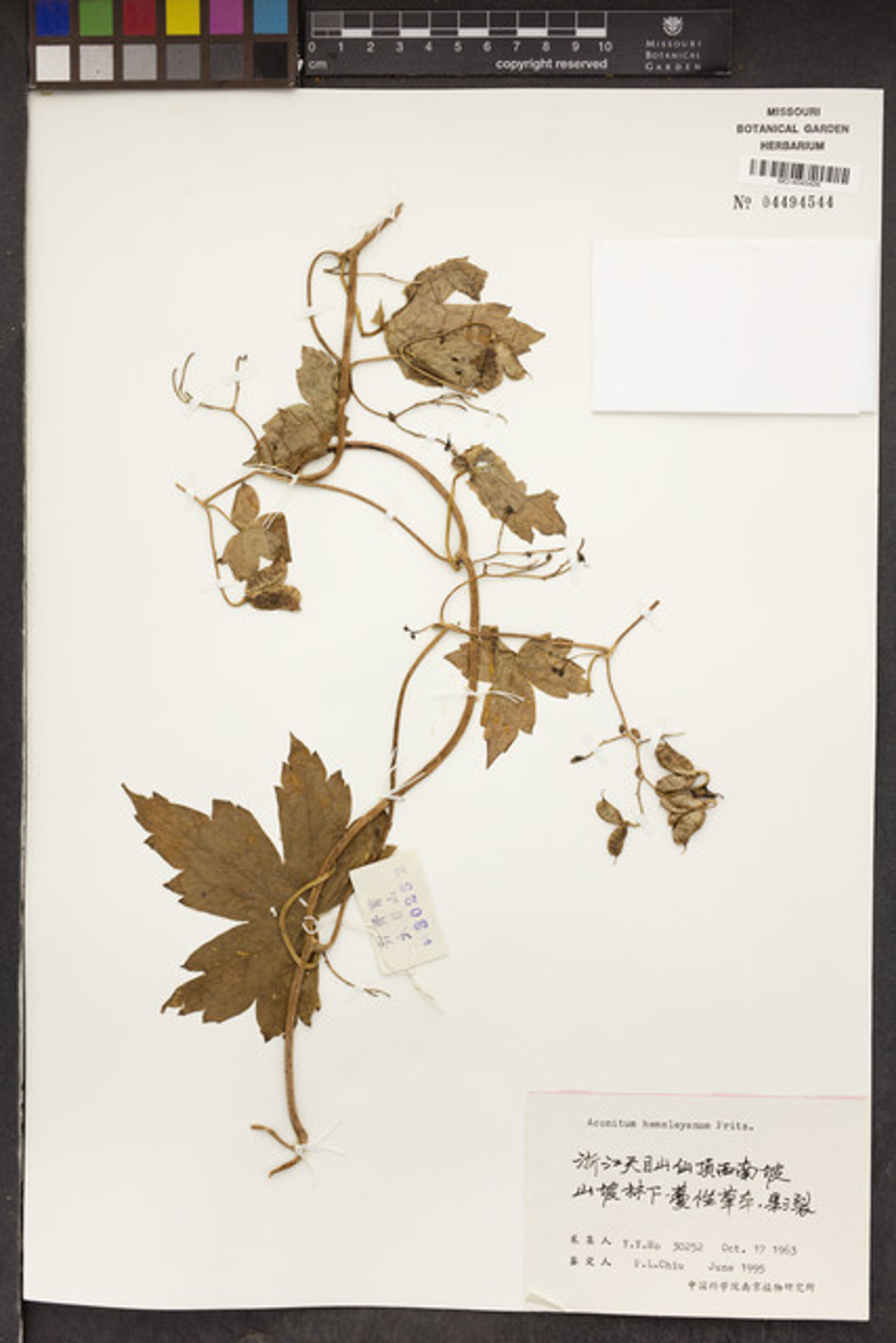 Aconitum hemsleyanum - 49