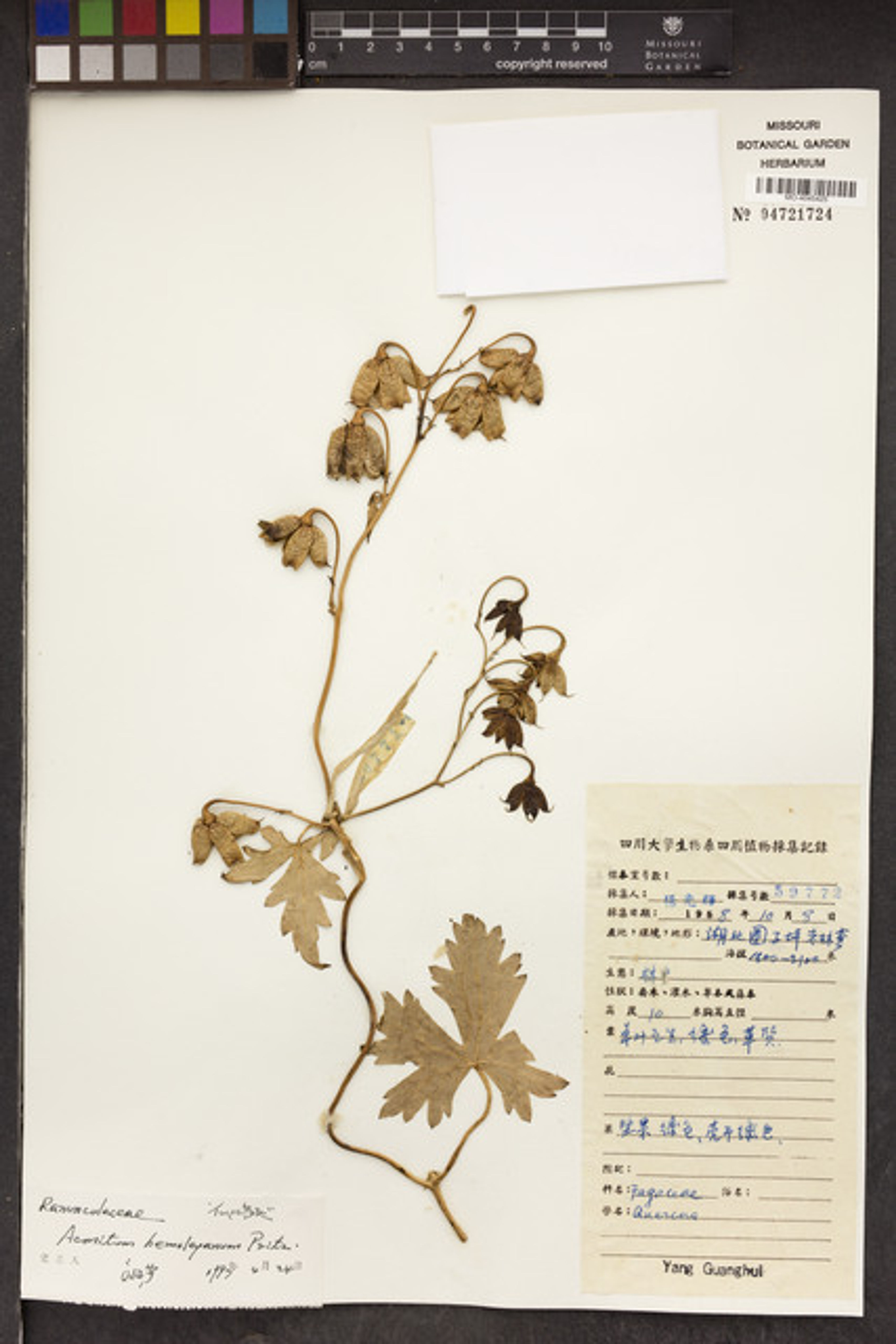 Aconitum hemsleyanum - 20