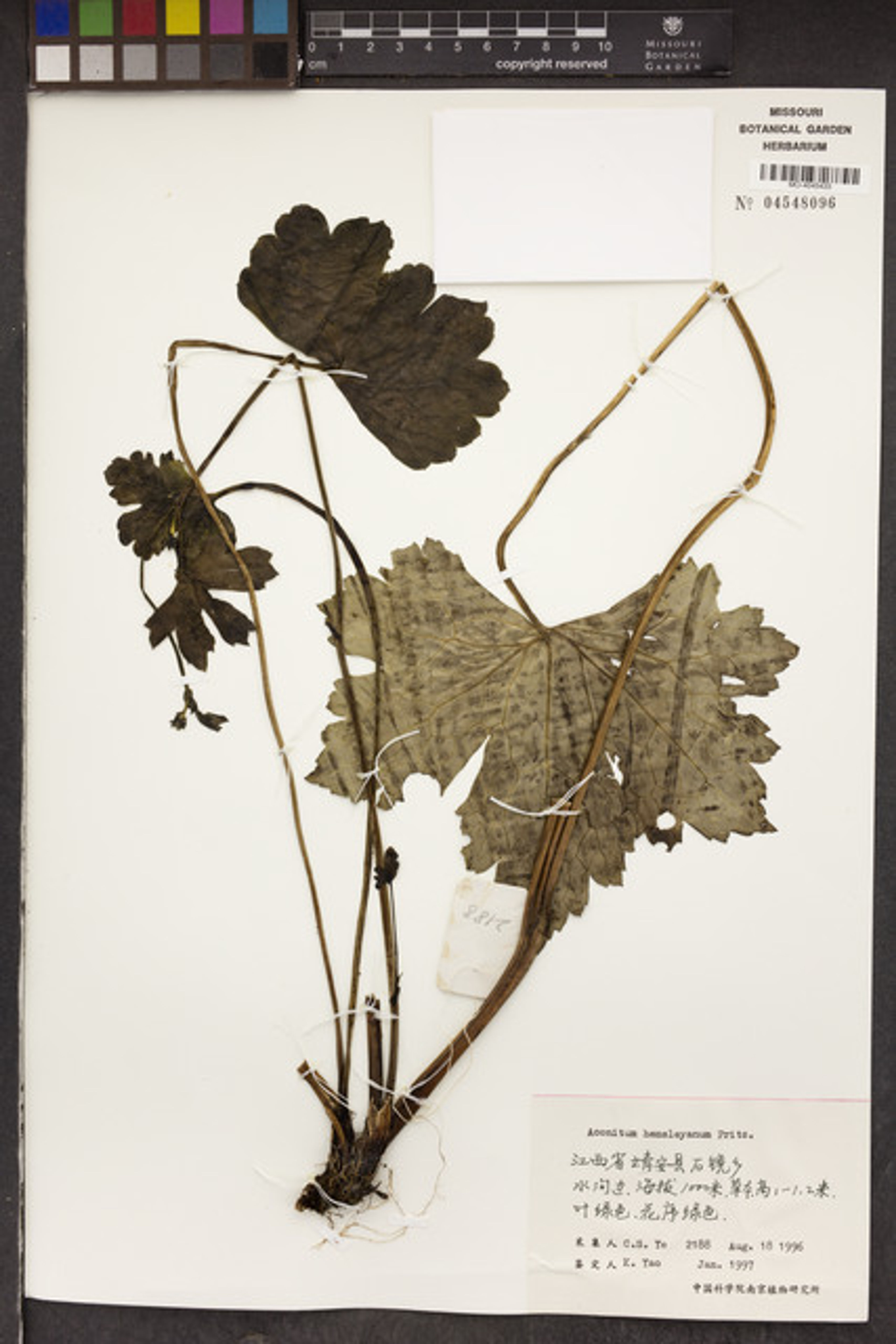Aconitum hemsleyanum - 68