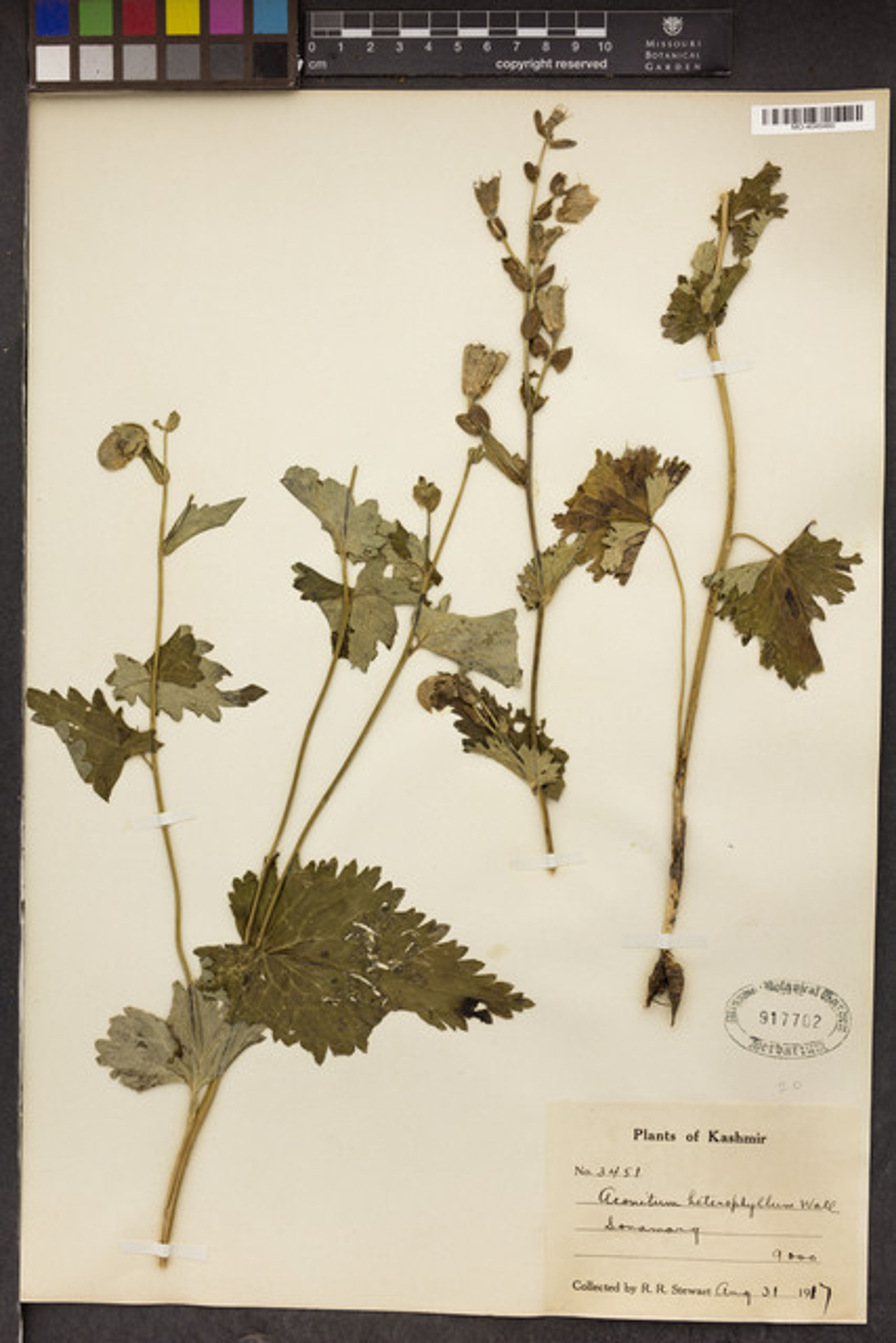 Aconitum heterophyllum - 86