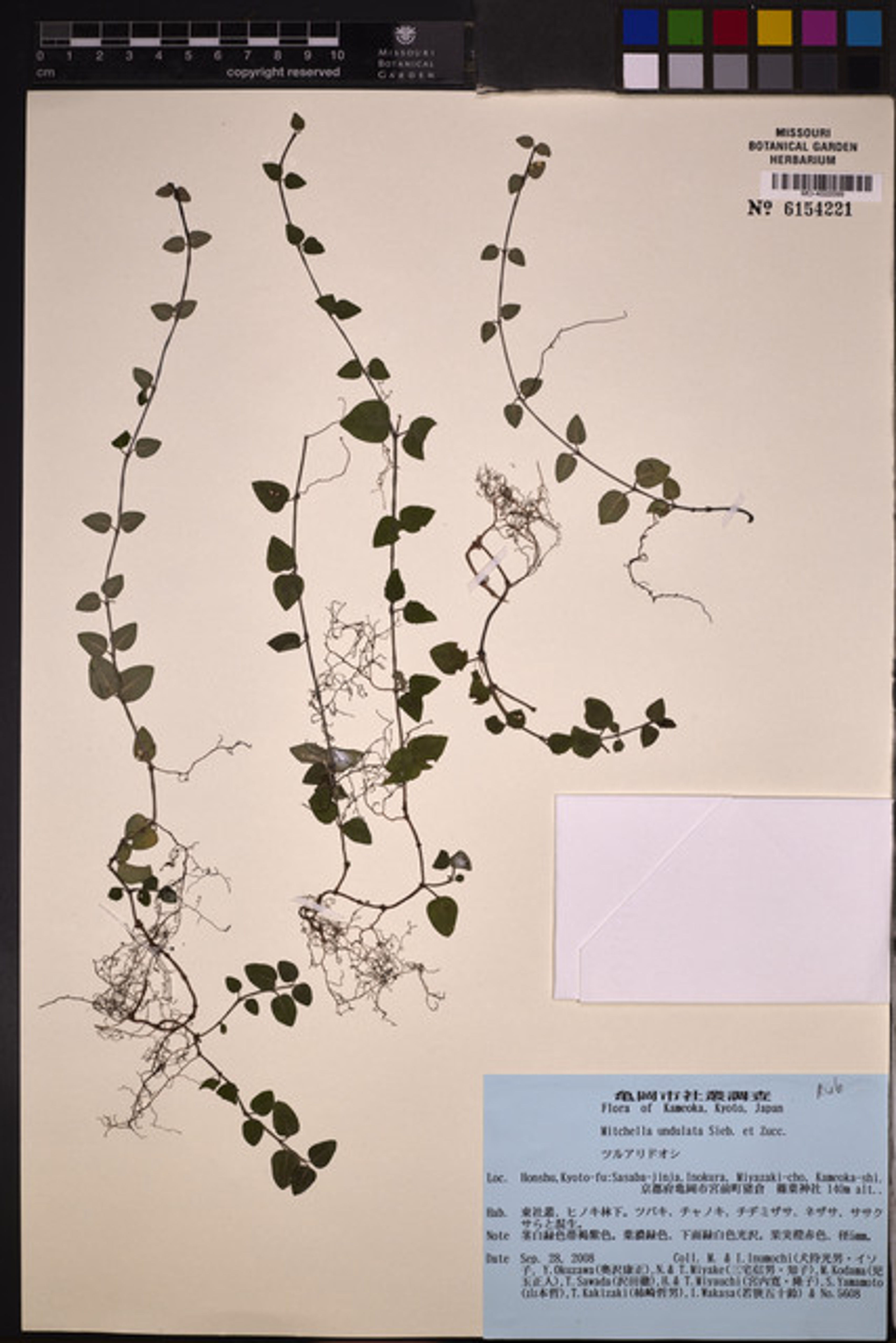 Mitchella undulata - 92