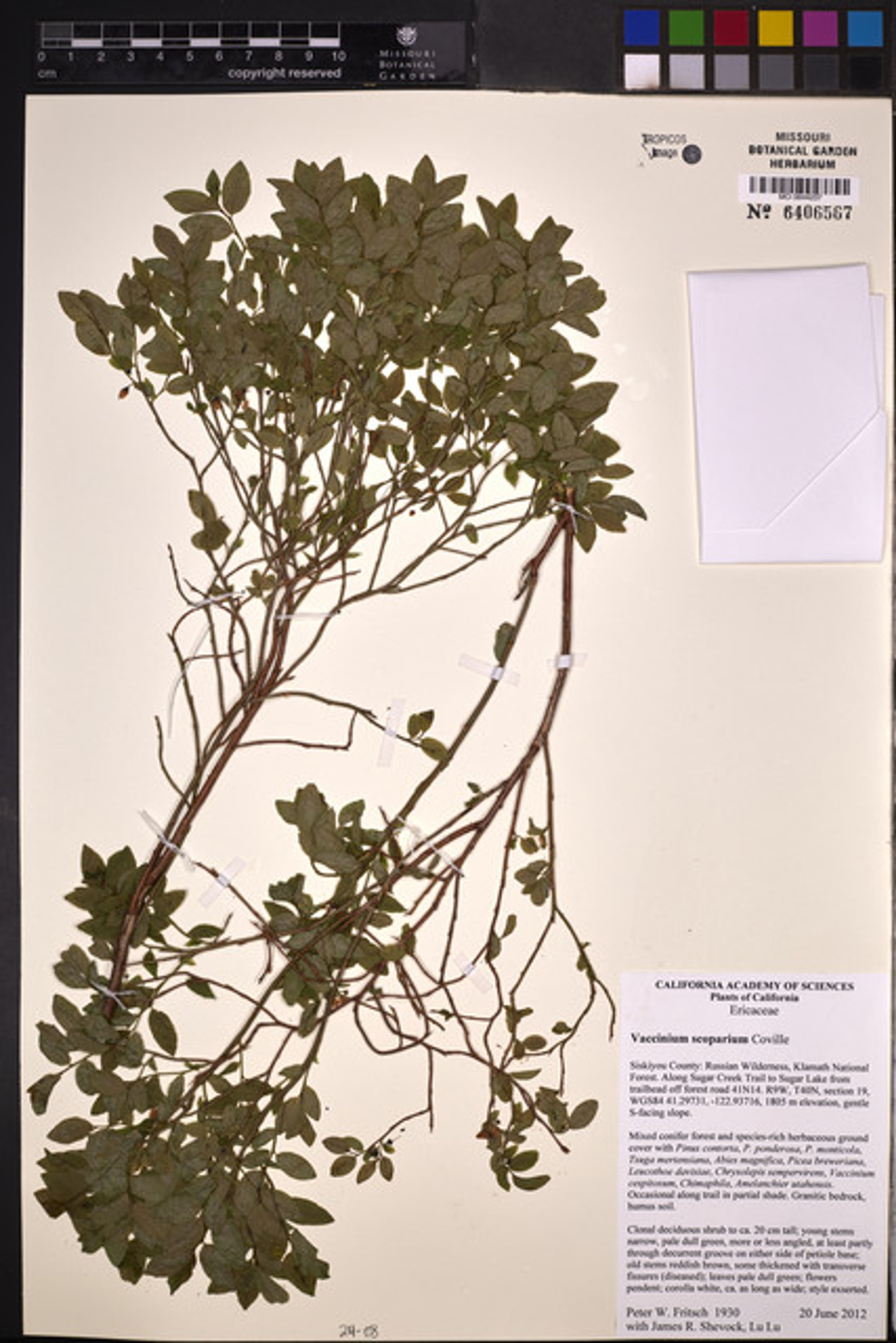 Vaccinium scoparium - 109