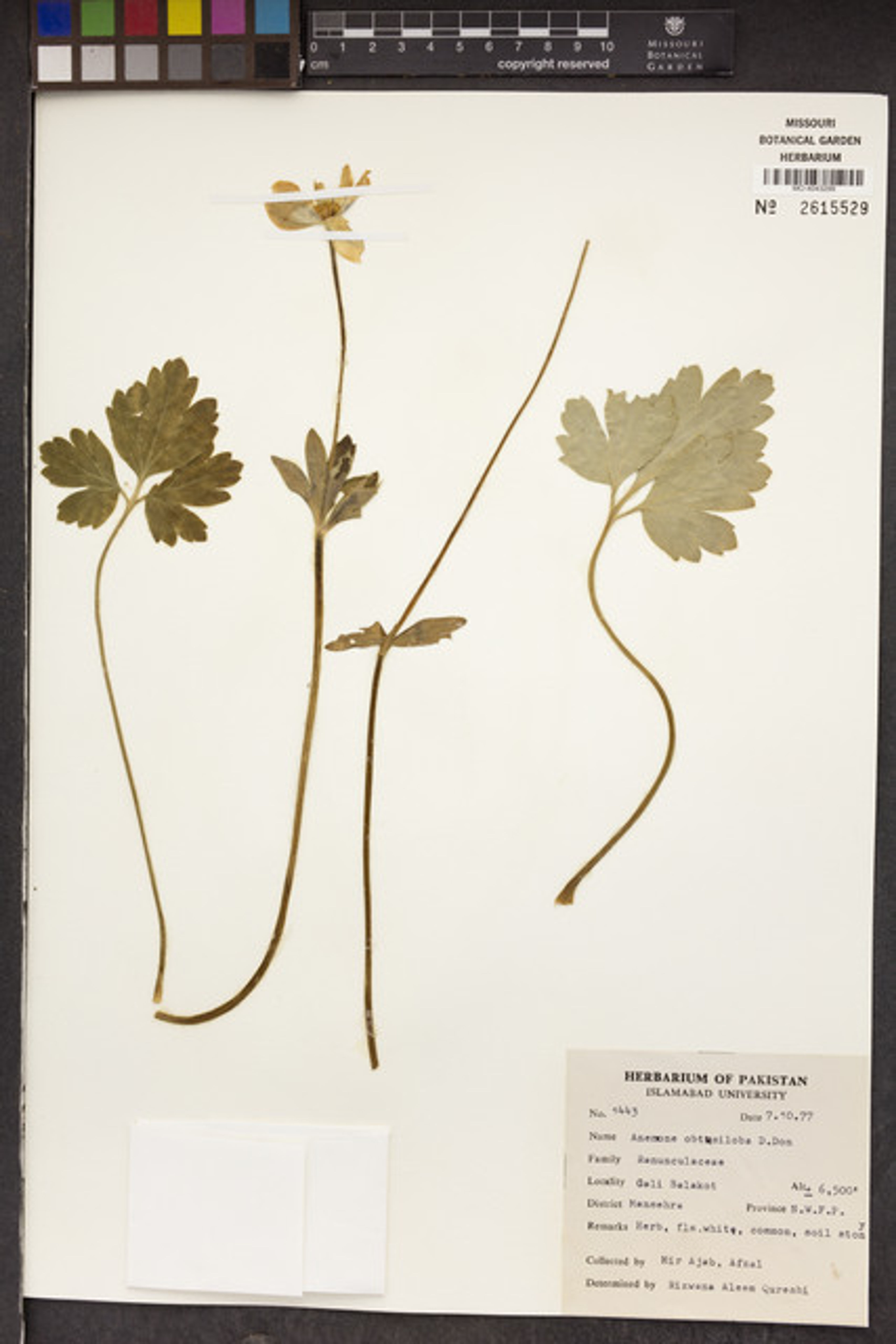 Anemone obtusiloba - 24