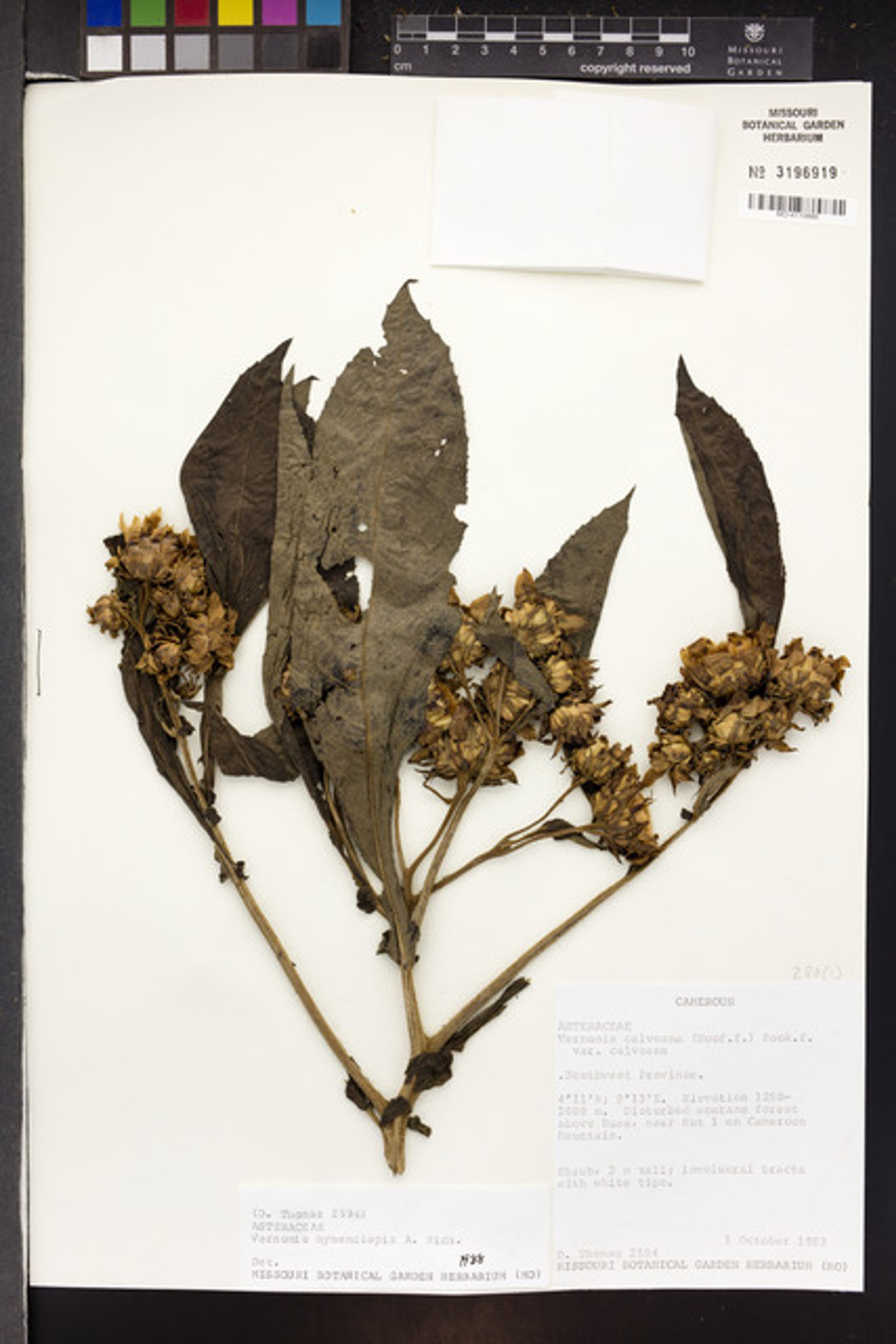 Baccharoides hymenolepis - 52