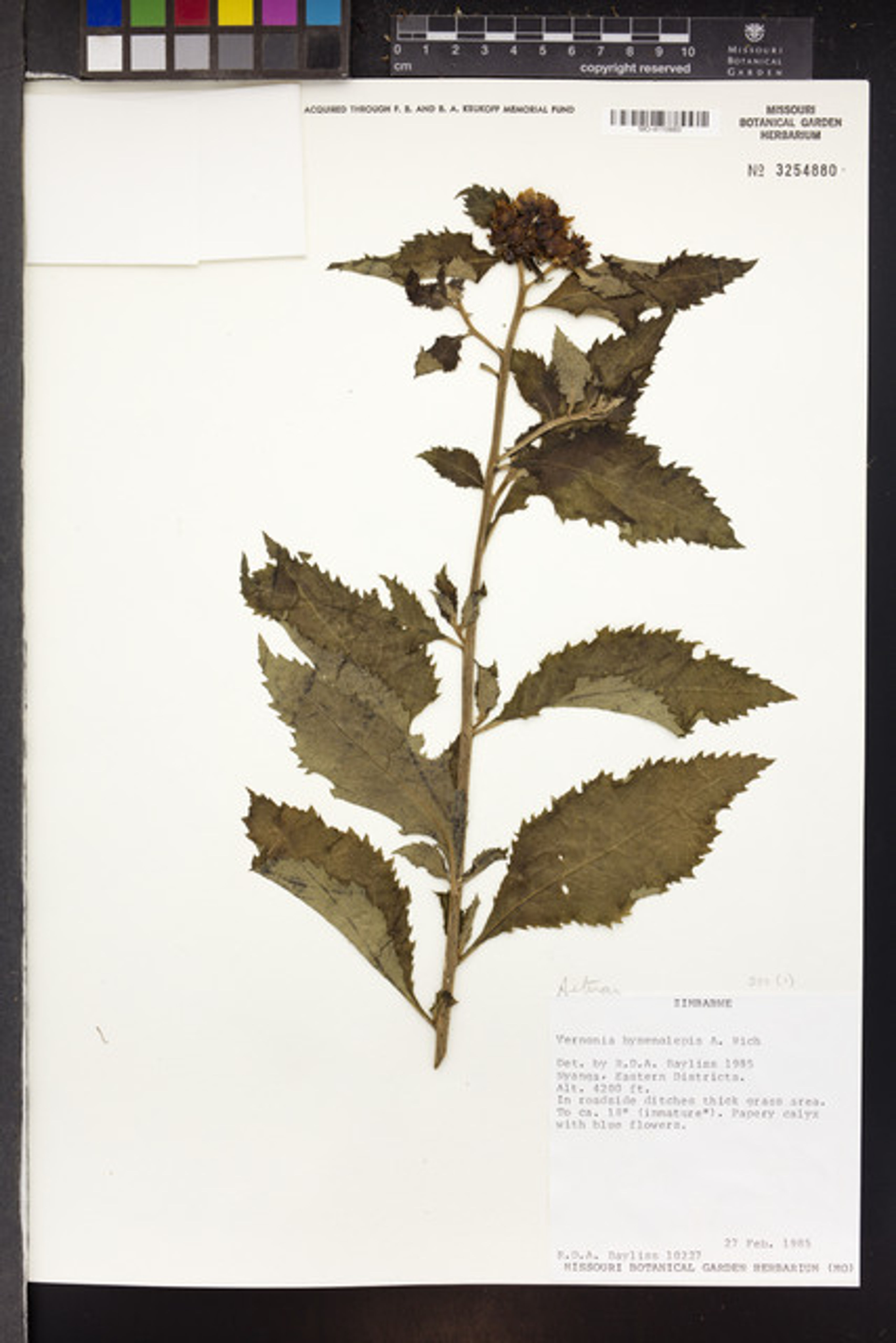 Baccharoides hymenolepis - 101