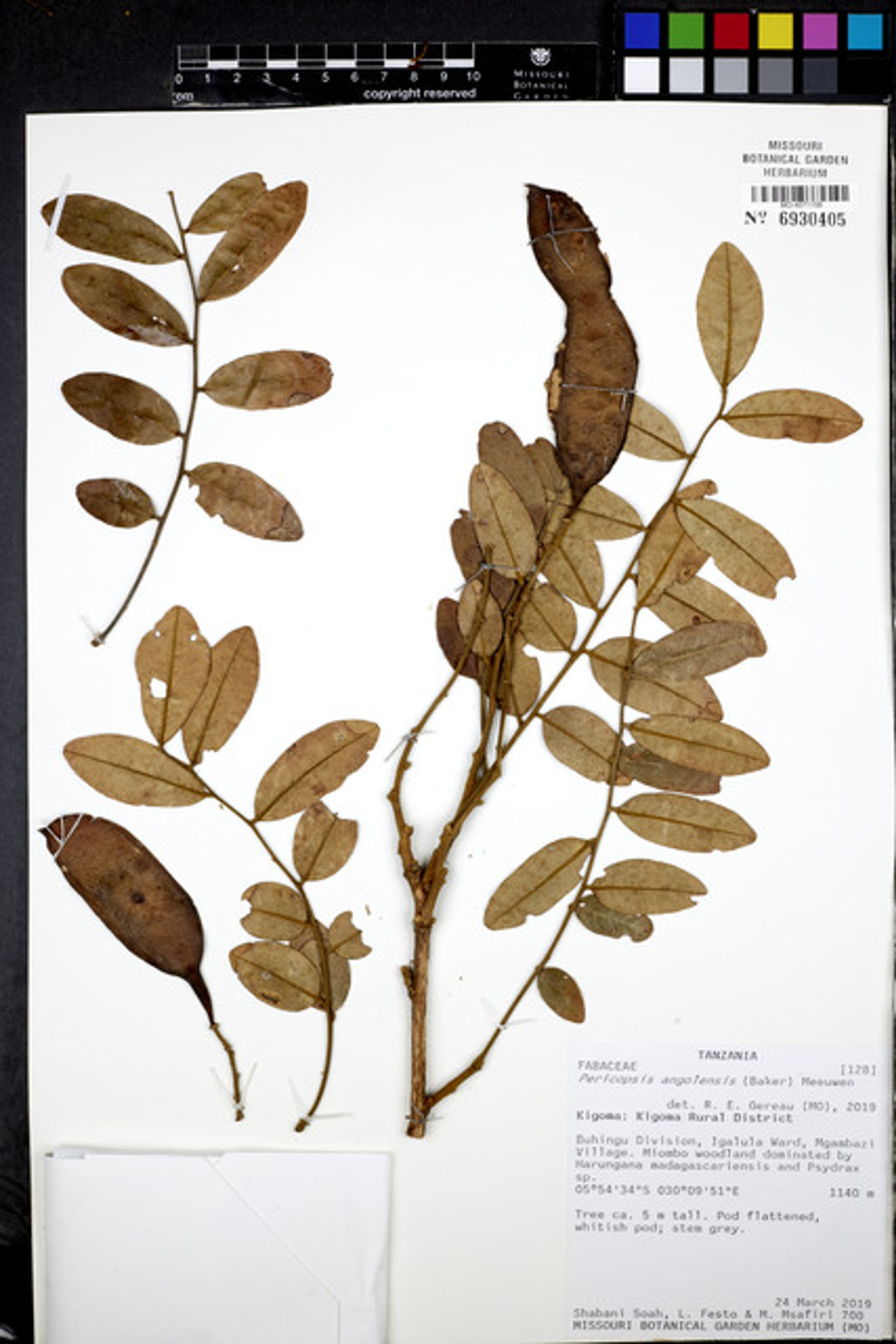 Pericopsis angolensis - 75