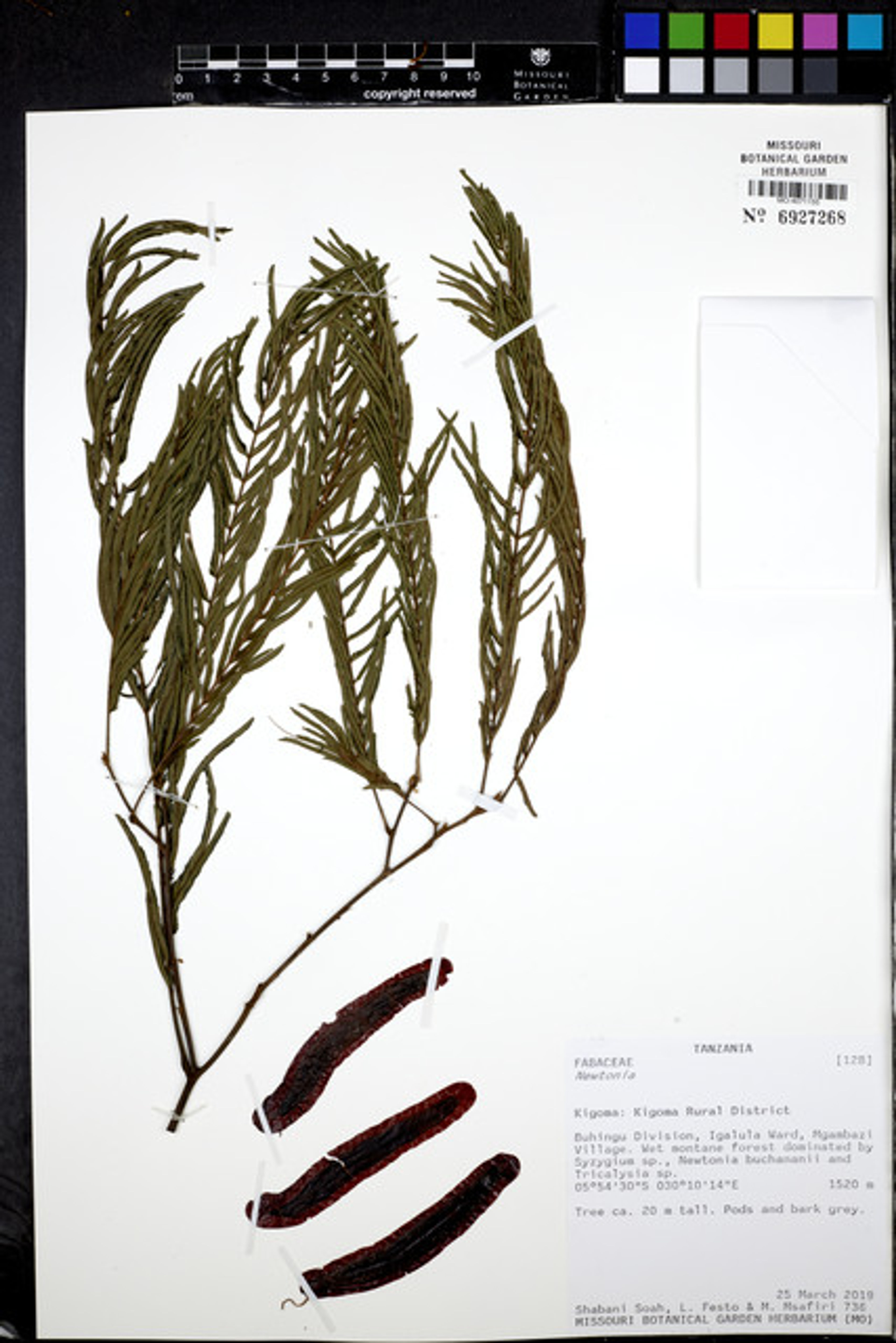 Newtonia buchananii - 72
