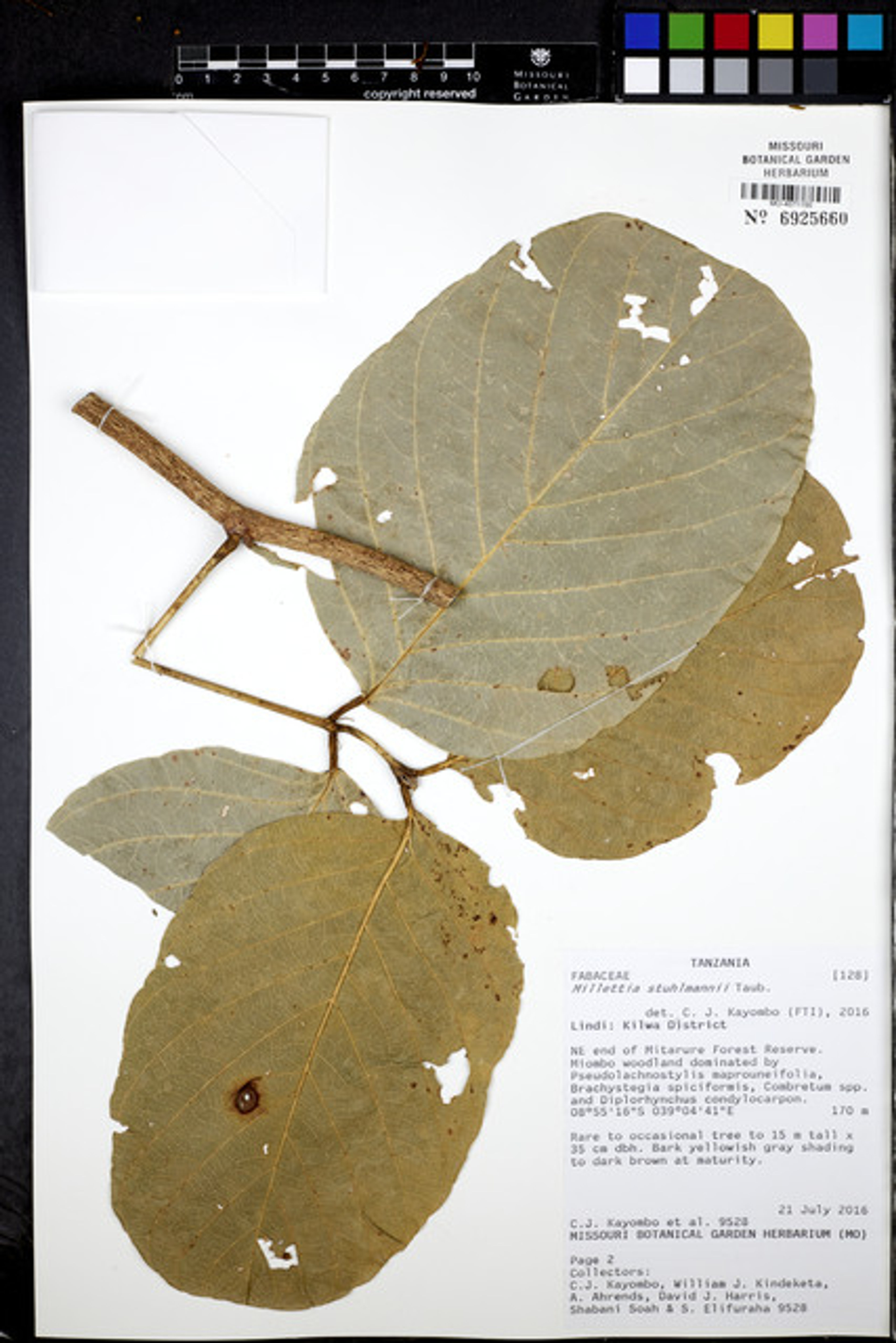 Millettia stuhlmannii - 113