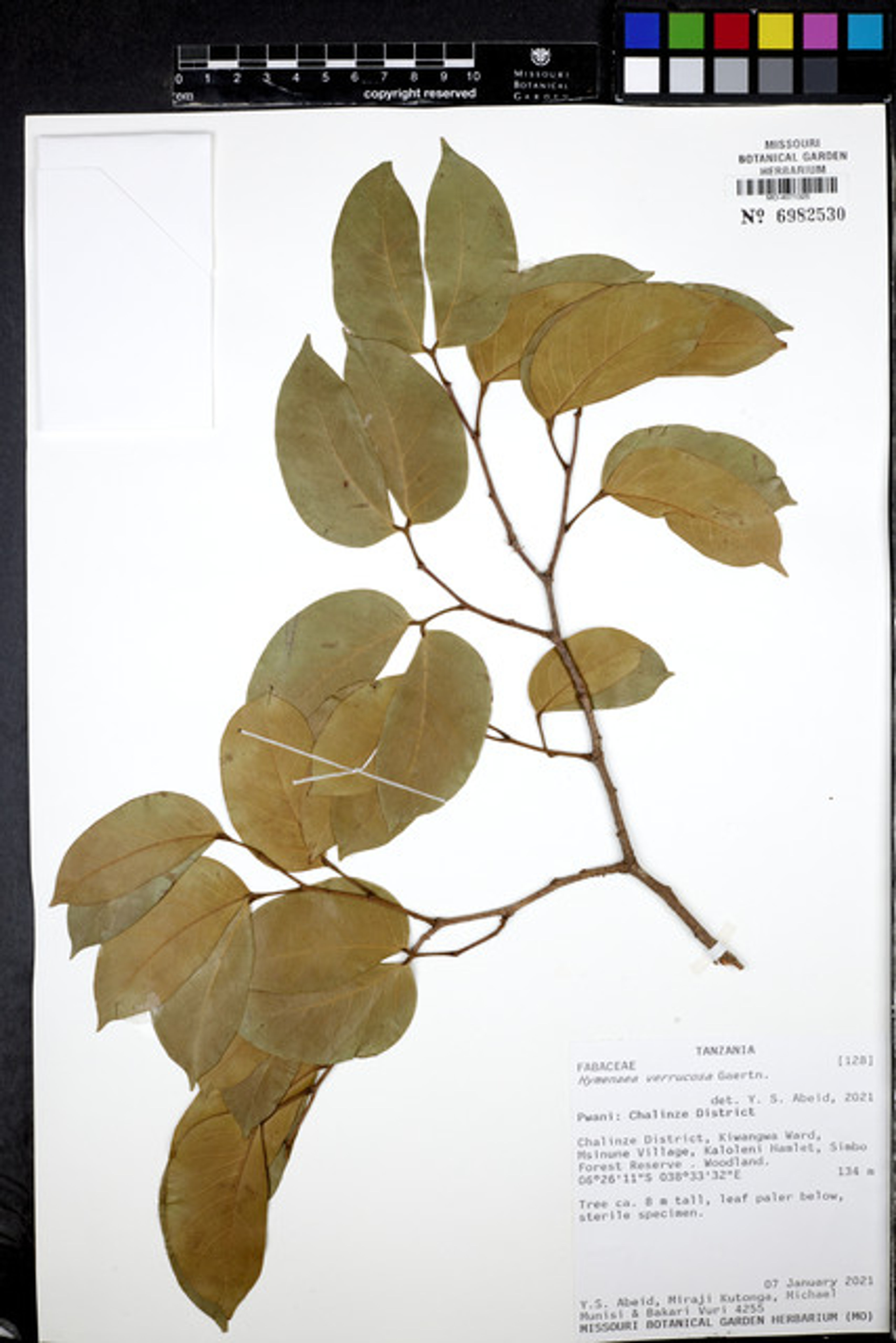 Hymenaea verrucosa - 37