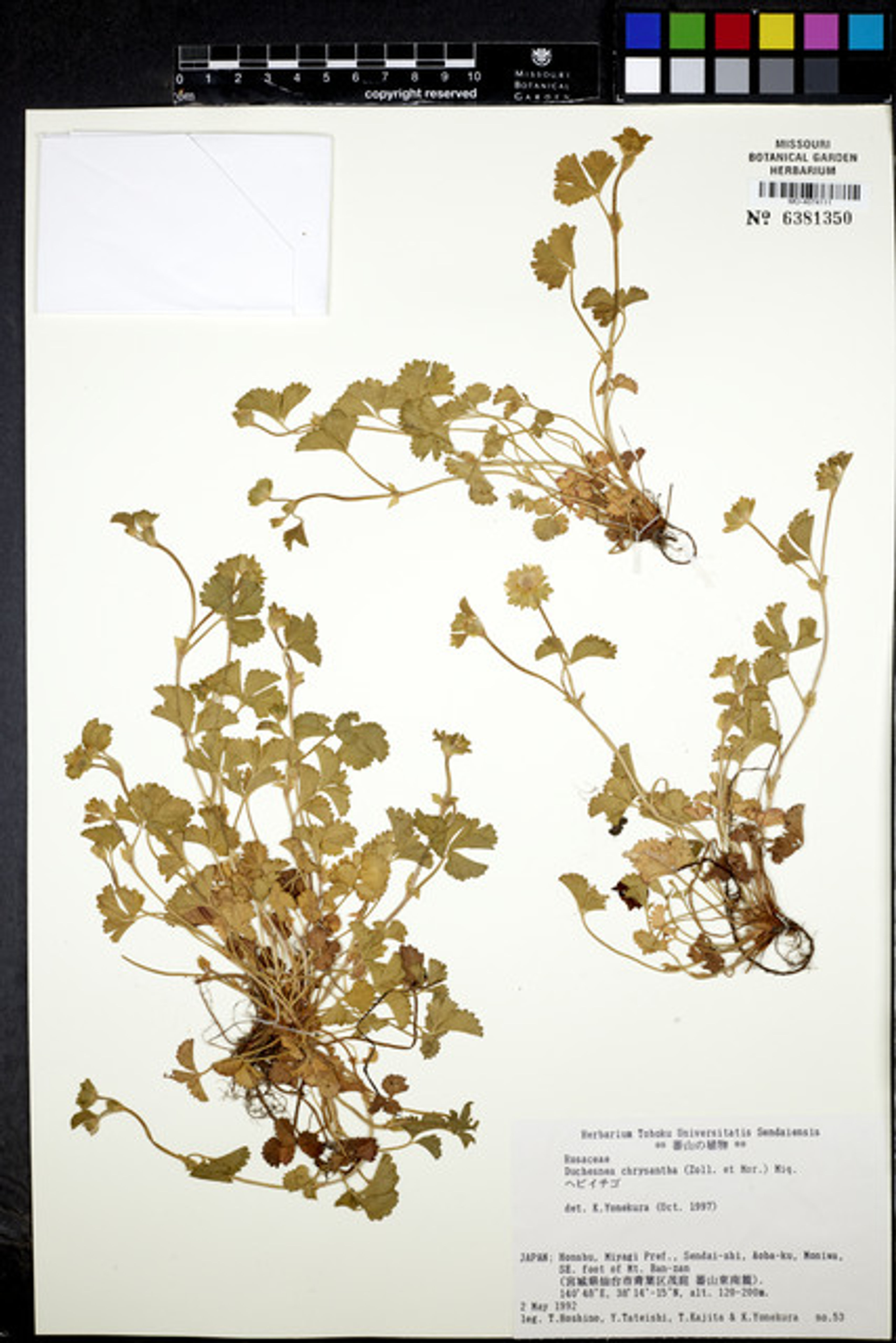 Duchesnea chrysantha - 13