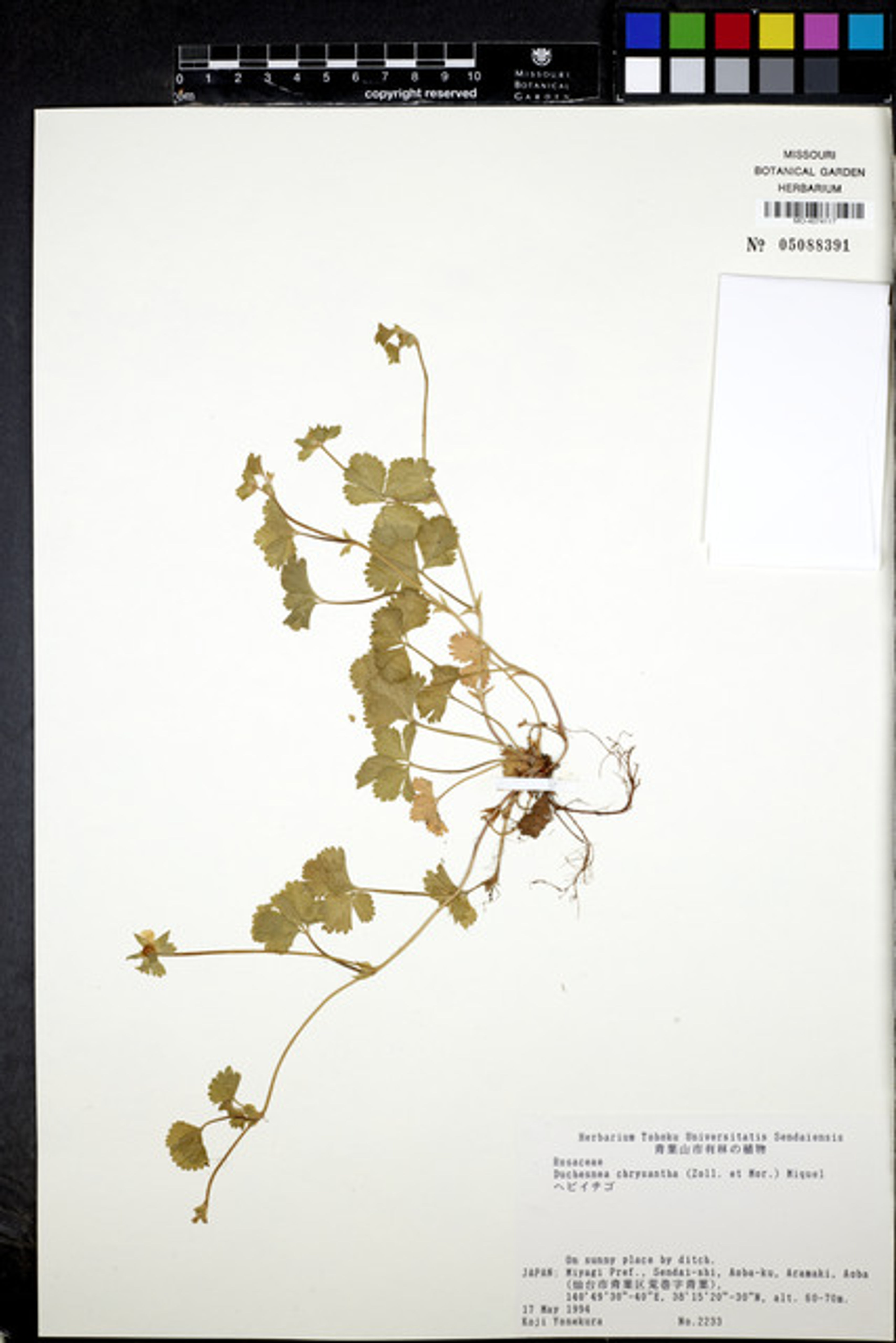 Duchesnea chrysantha - 7