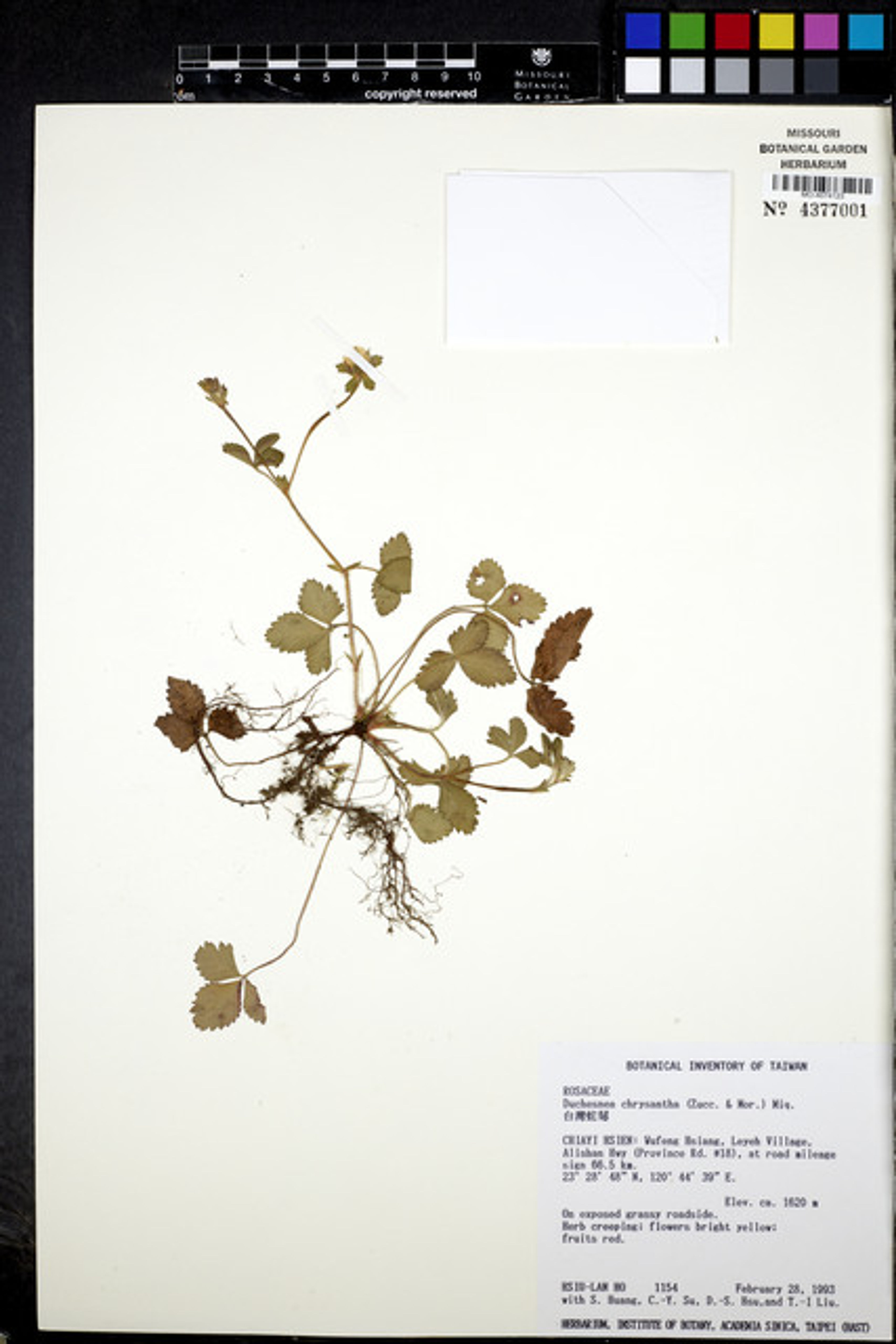 Duchesnea chrysantha - 14