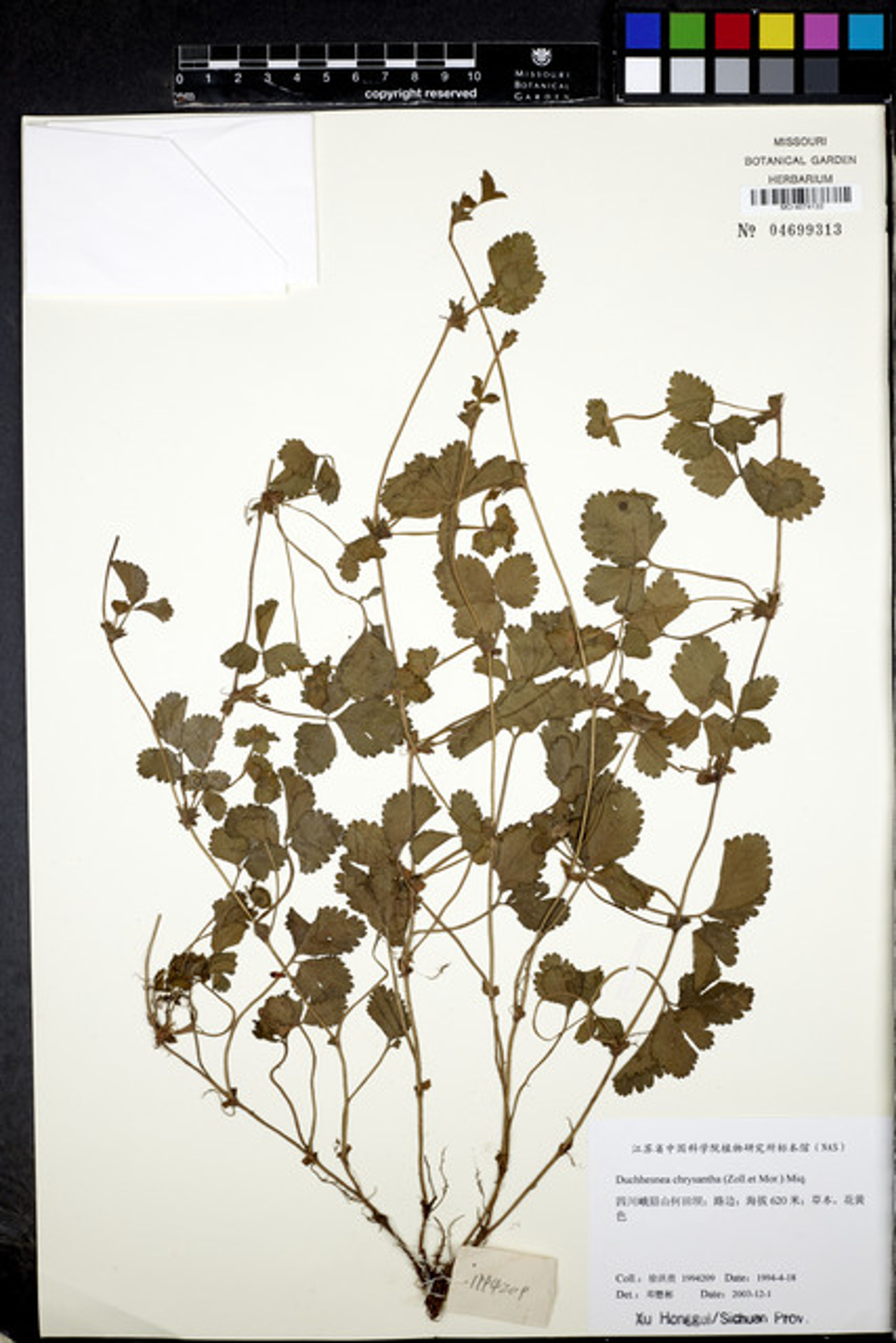 Duchesnea chrysantha - 20