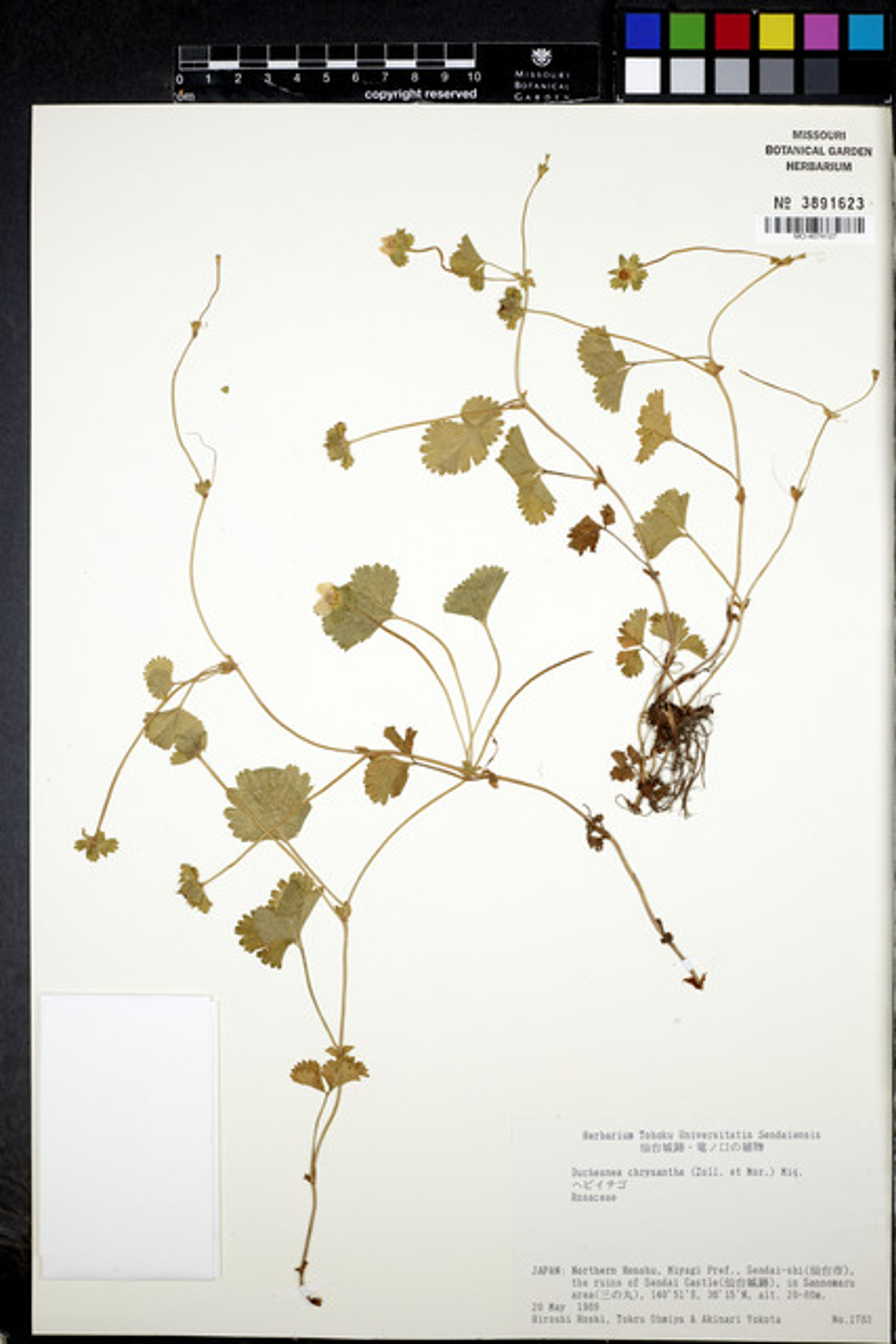 Duchesnea chrysantha - 39