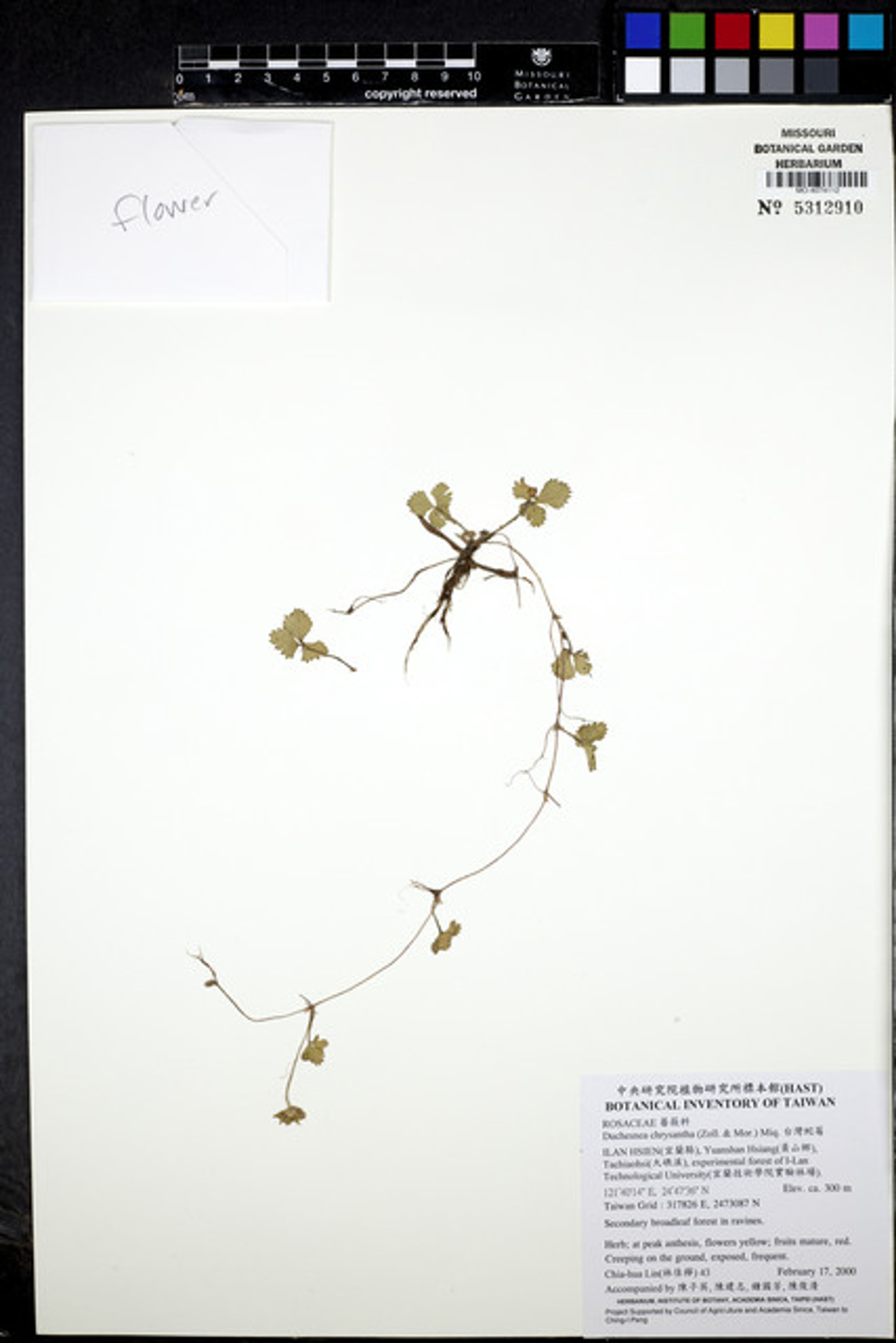 Duchesnea chrysantha - 3