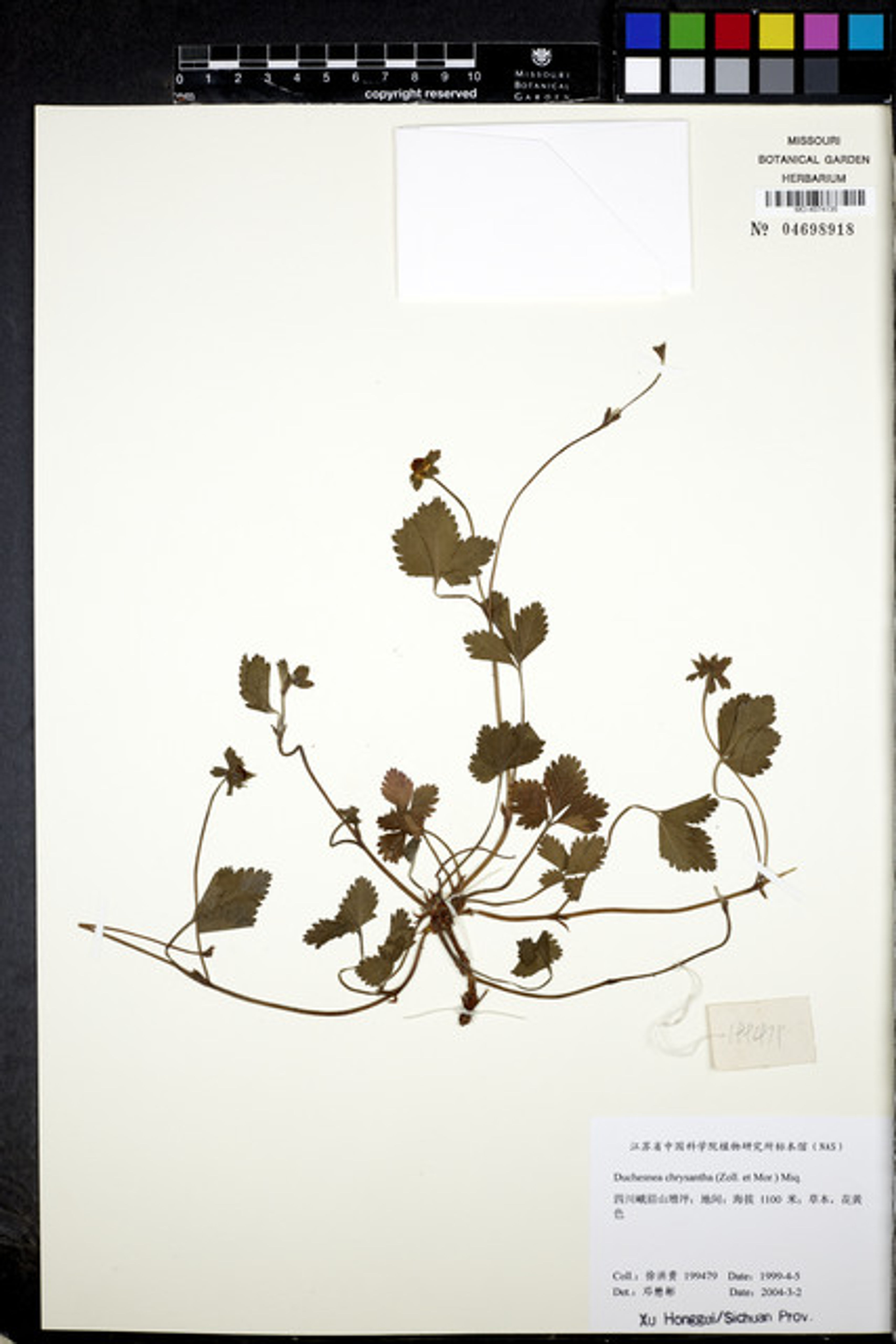 Duchesnea chrysantha - 11