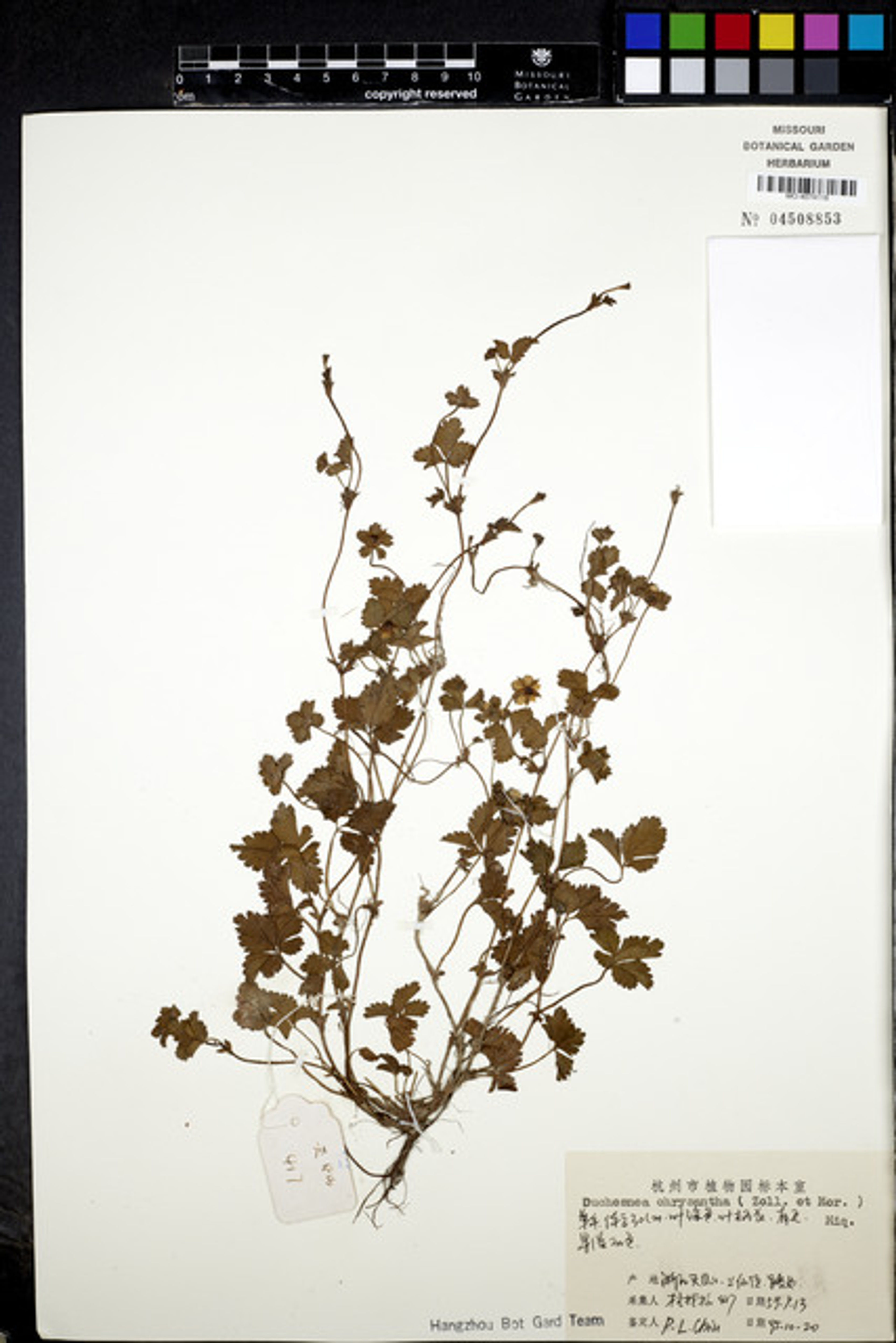 Duchesnea chrysantha - 63