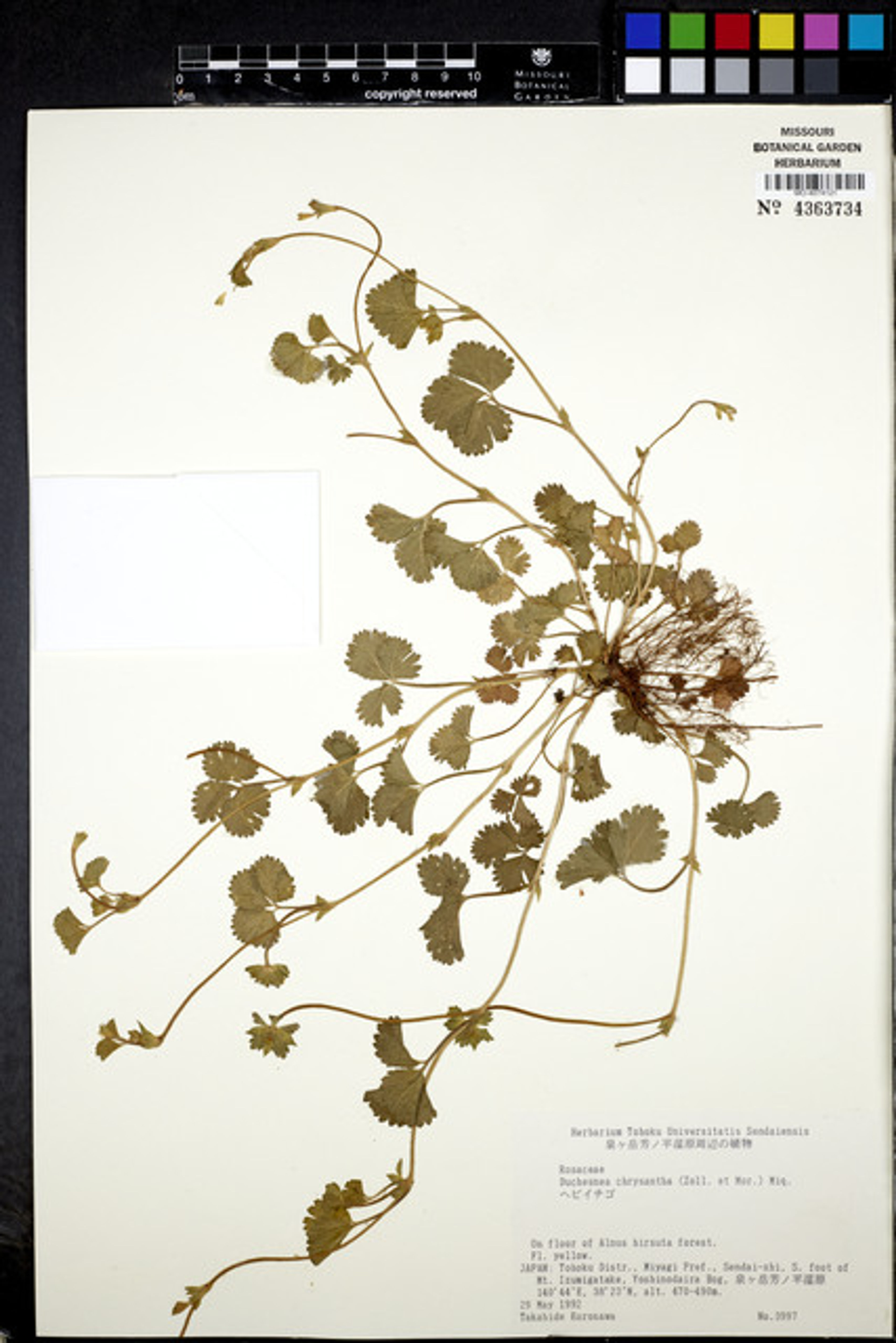 Duchesnea chrysantha - 34