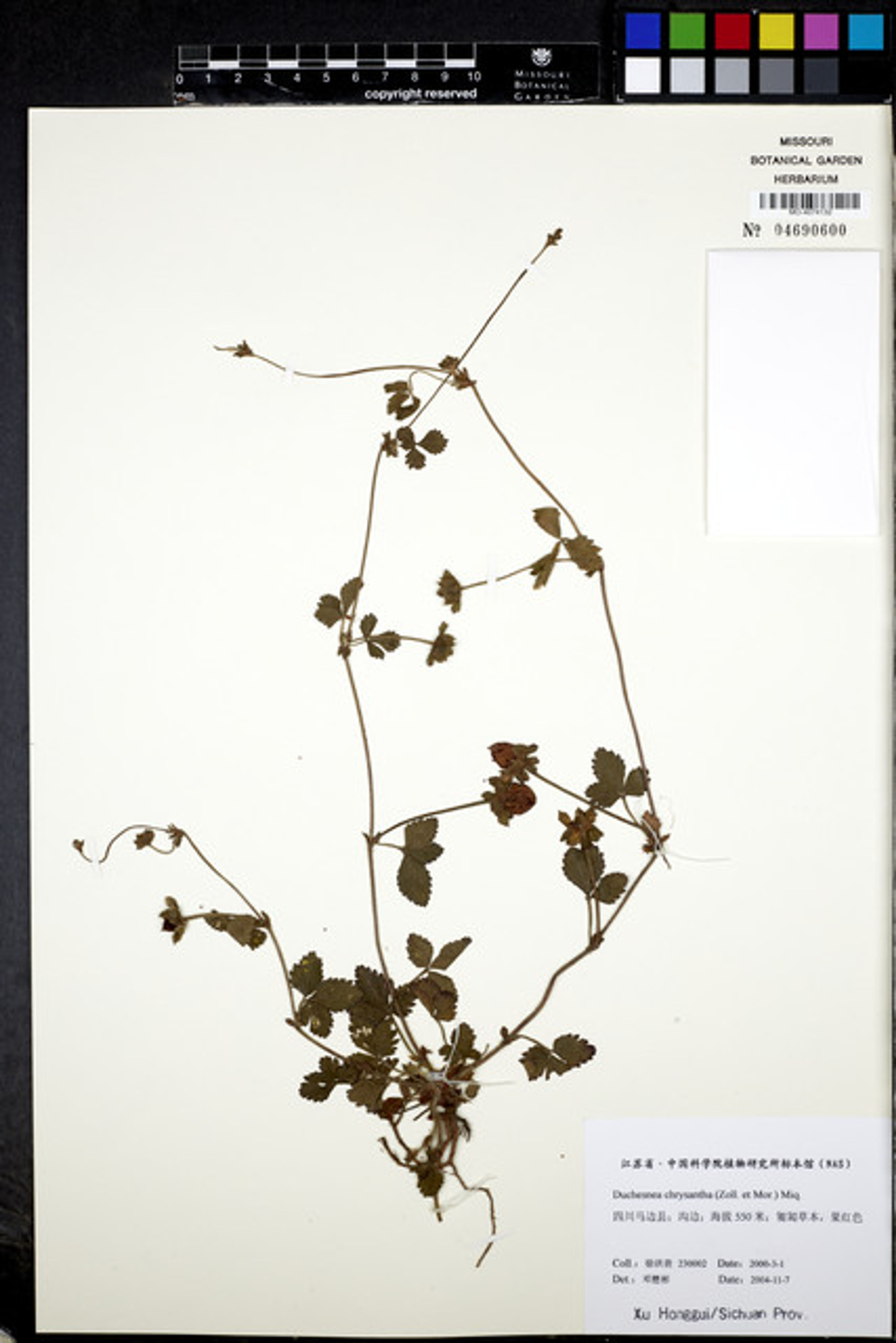 Duchesnea chrysantha - 33