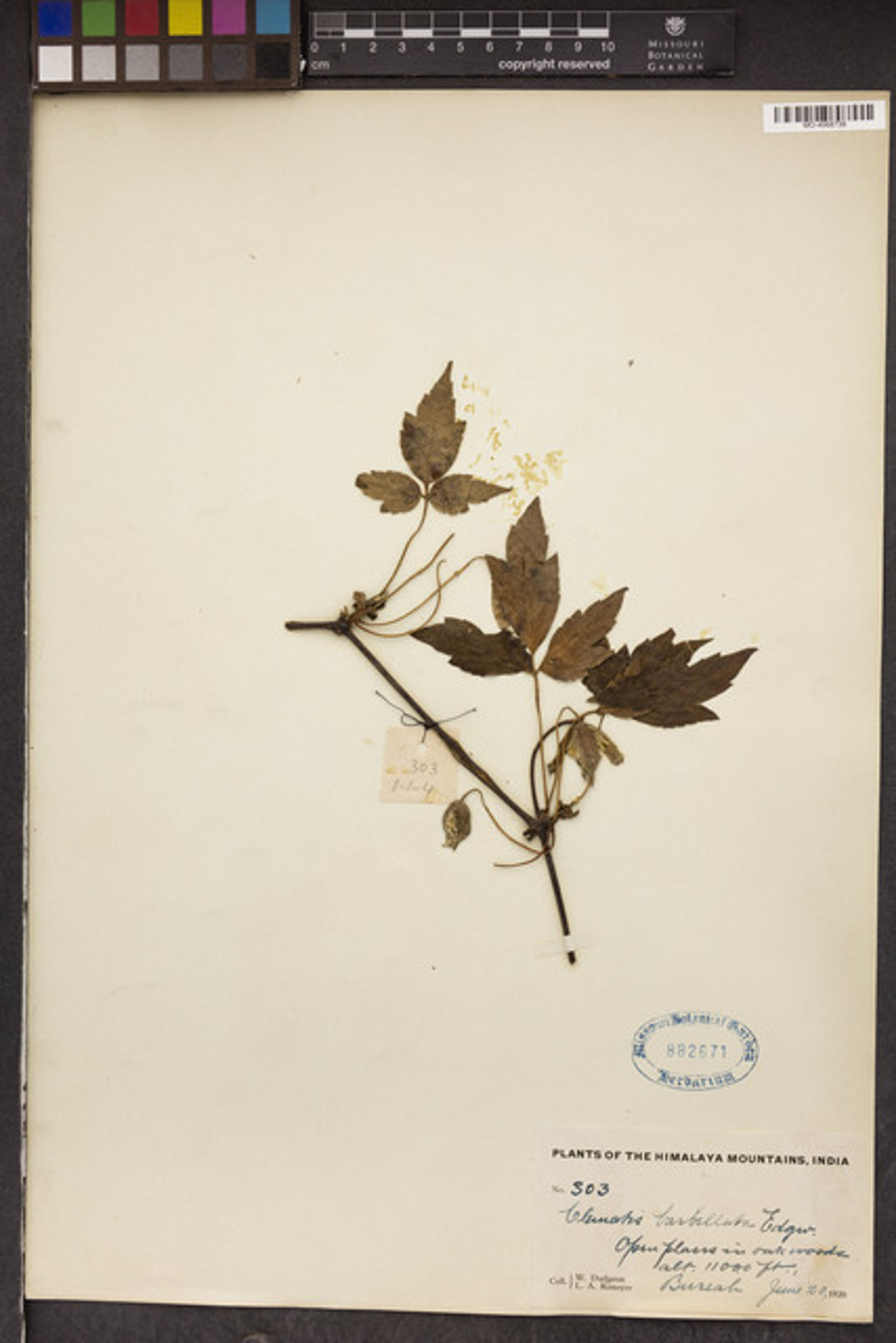 Clematis barbellata - 61