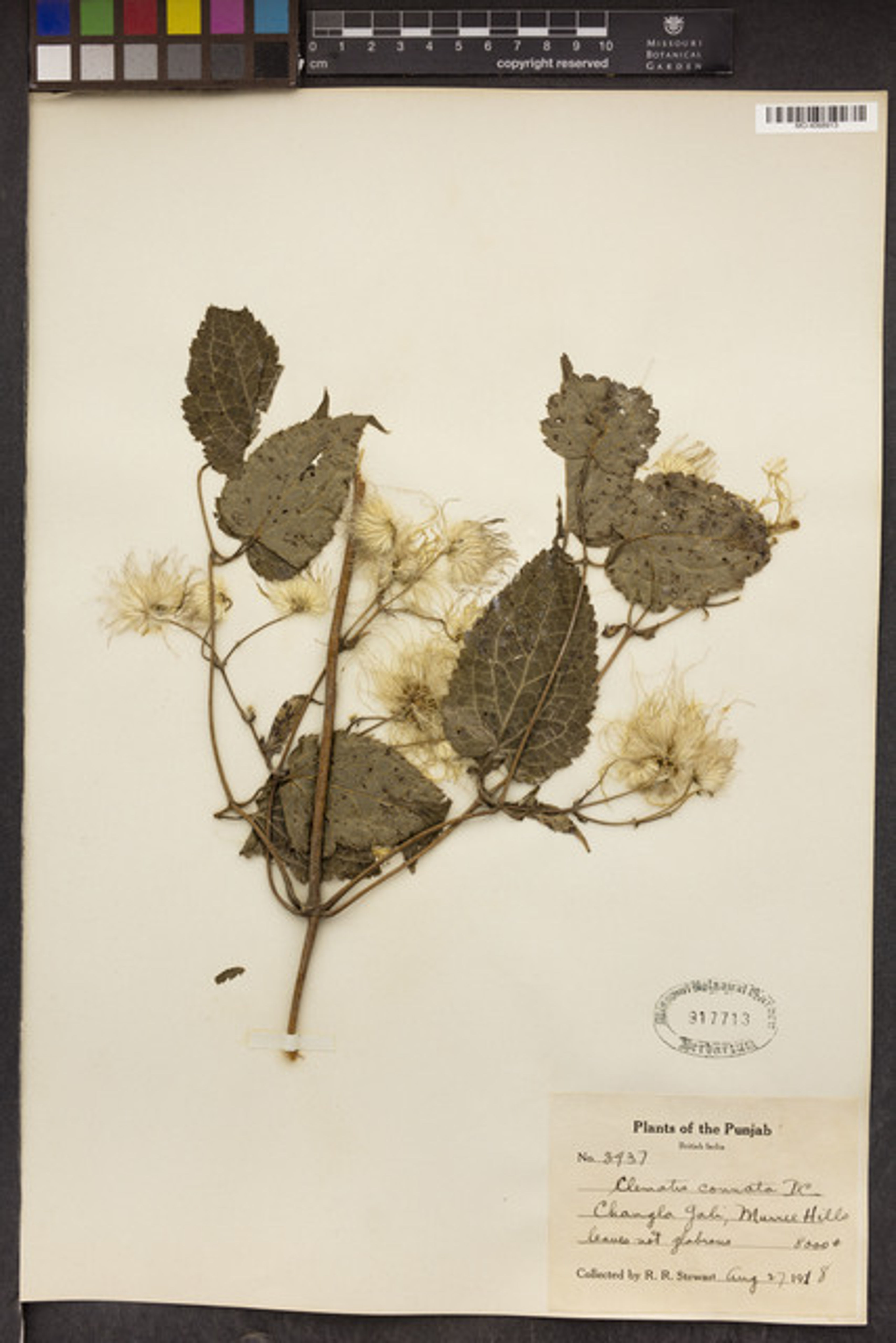 Clematis connata - 22